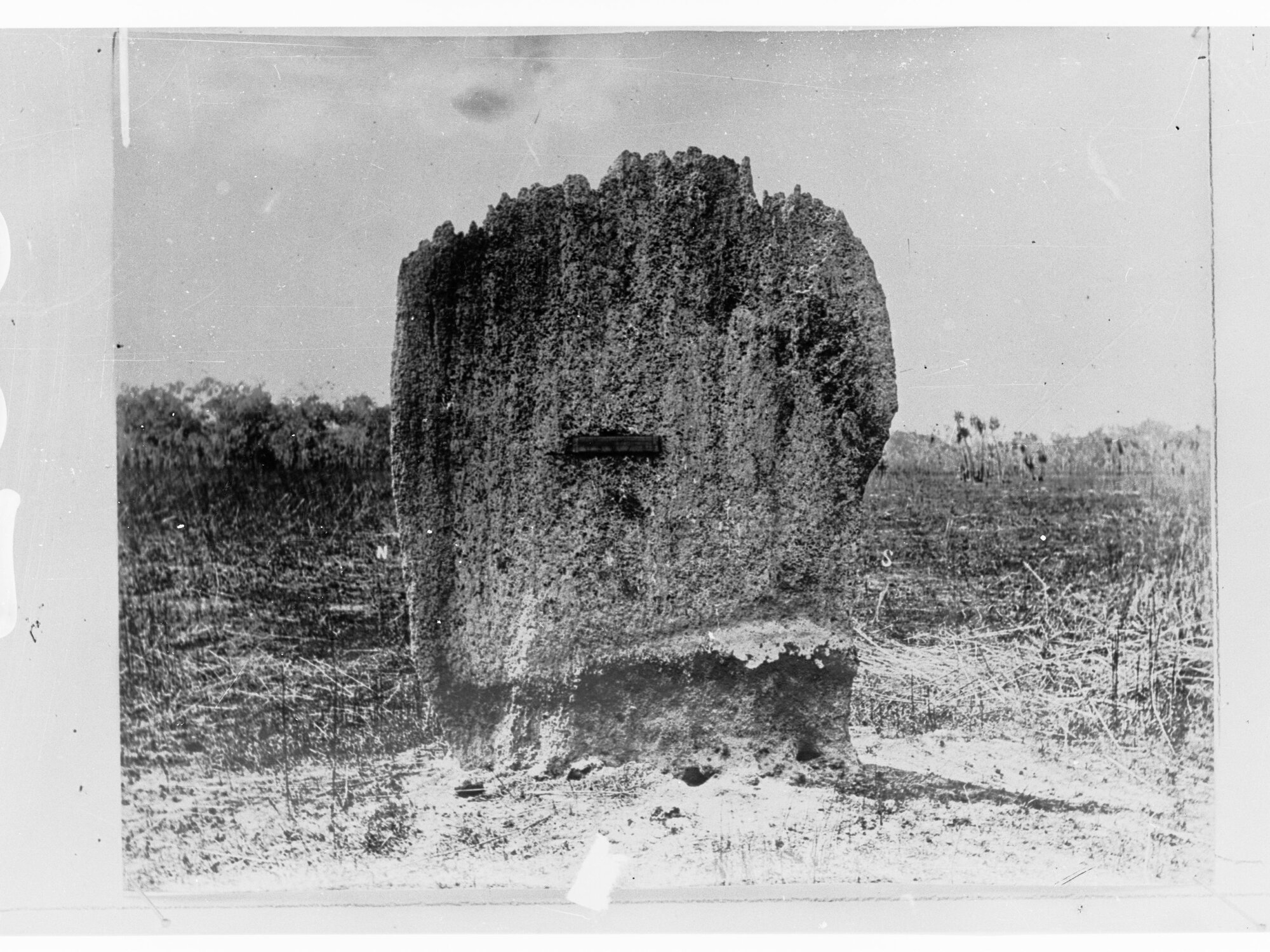 Meridional Ant Hill - Northern Territory