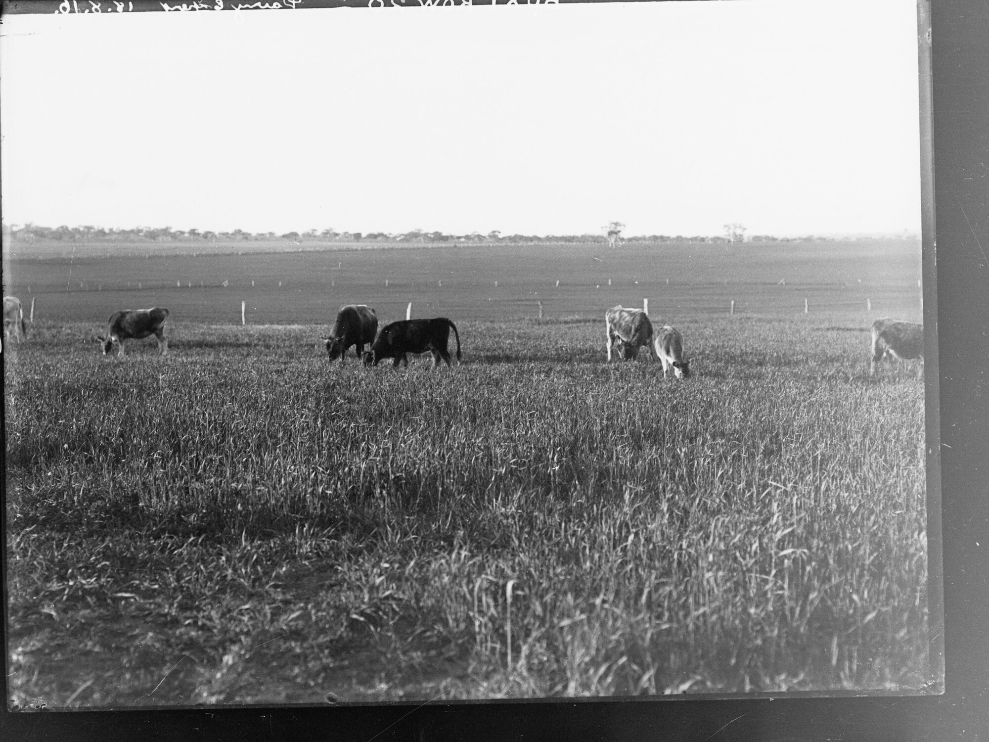 Dairy herd on J M Hudd's farm, Bletchley, near Strathalbyn