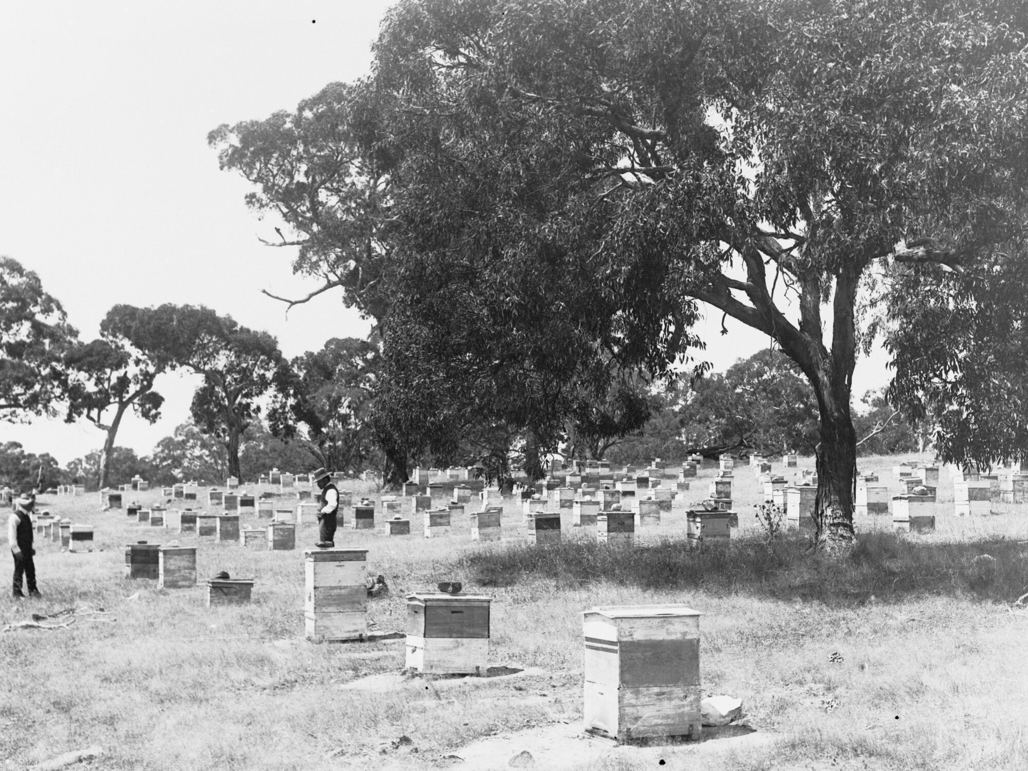 Beekeeping Farm Showing Men