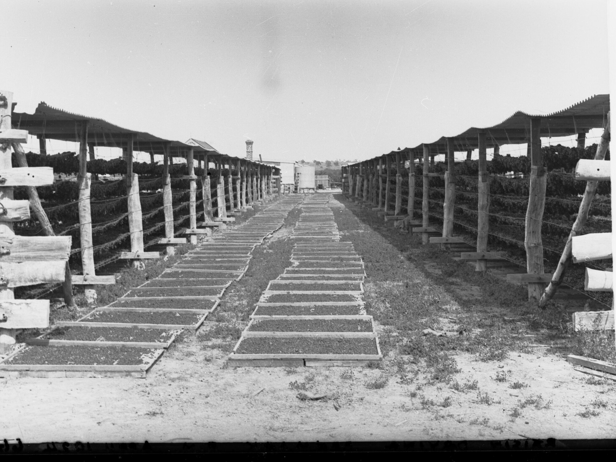 Fruit Drying at Renmark