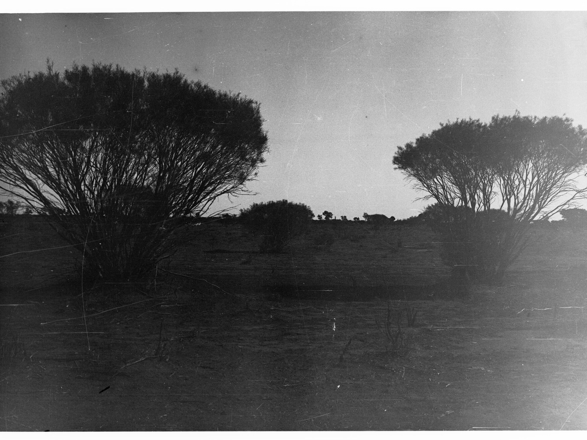 Parliamentary party on tour of Far North in Austin cars (government cars) - shows trees and scrub land