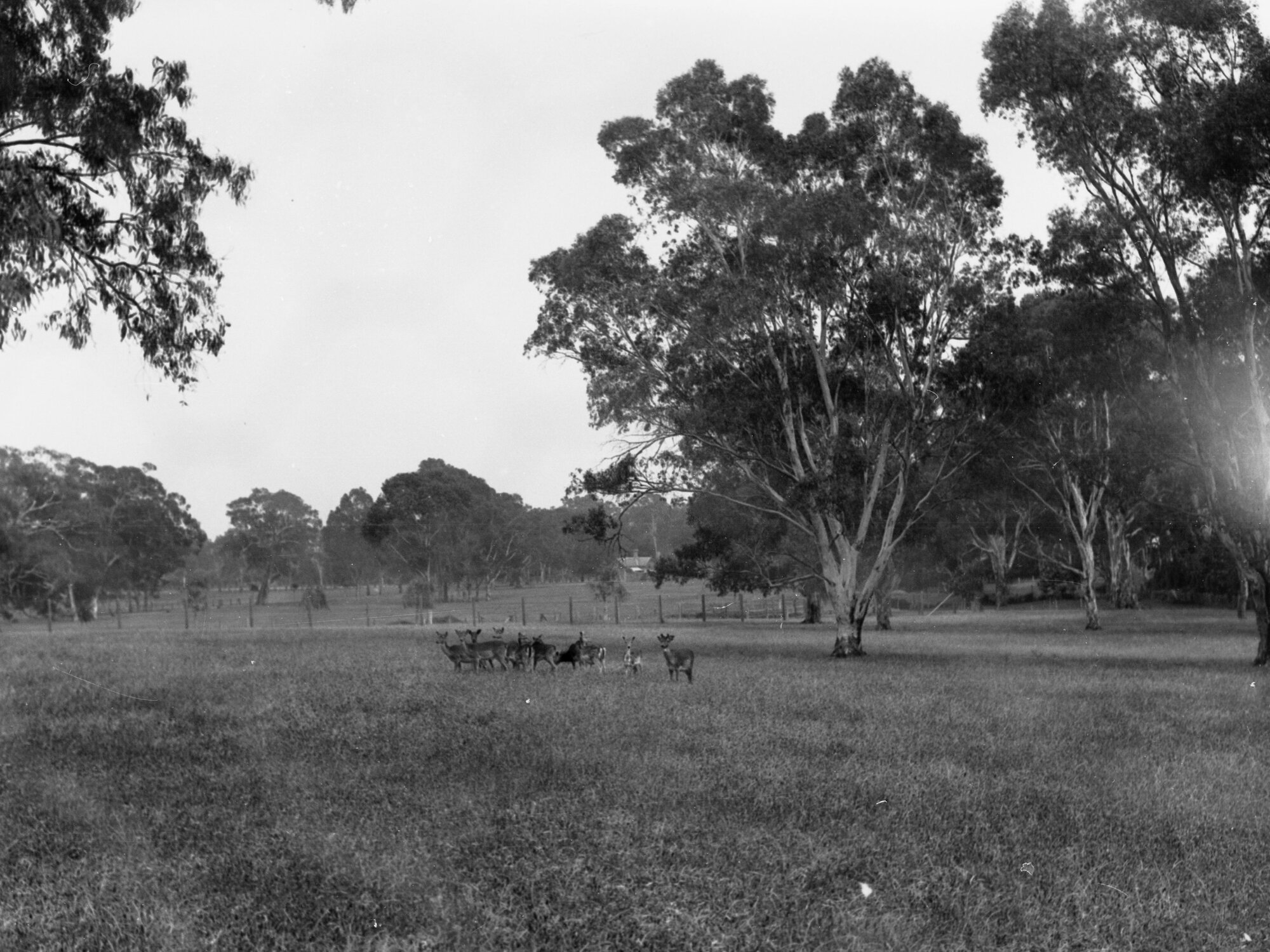 Deer in a park at Burnside | History Trust