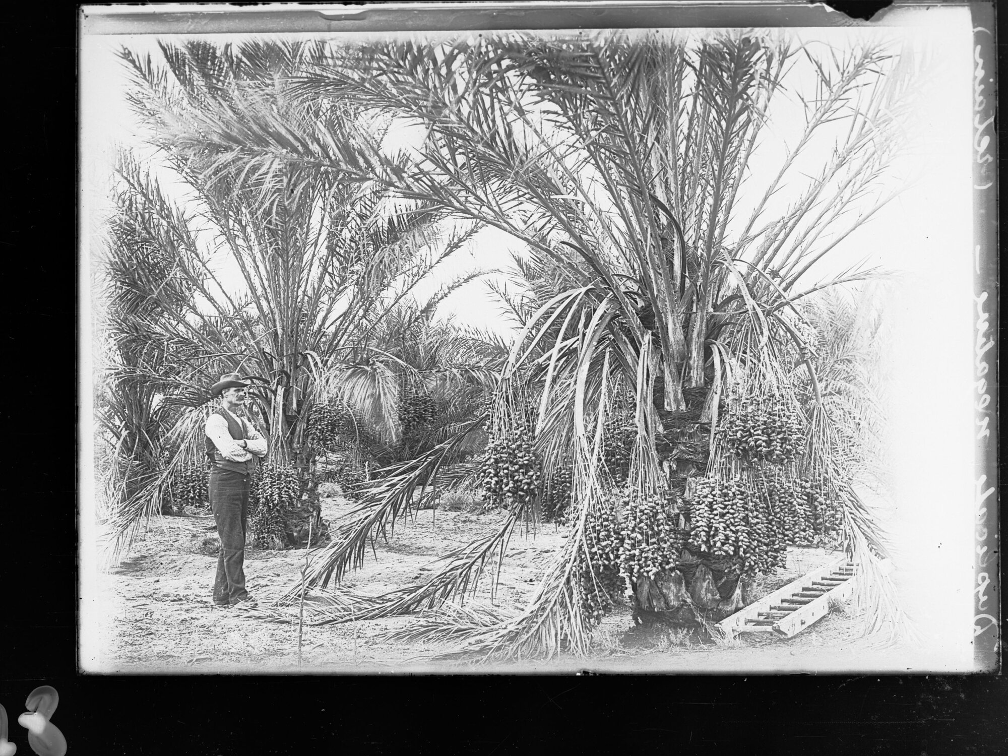 Date Palm Plantation | History Trust