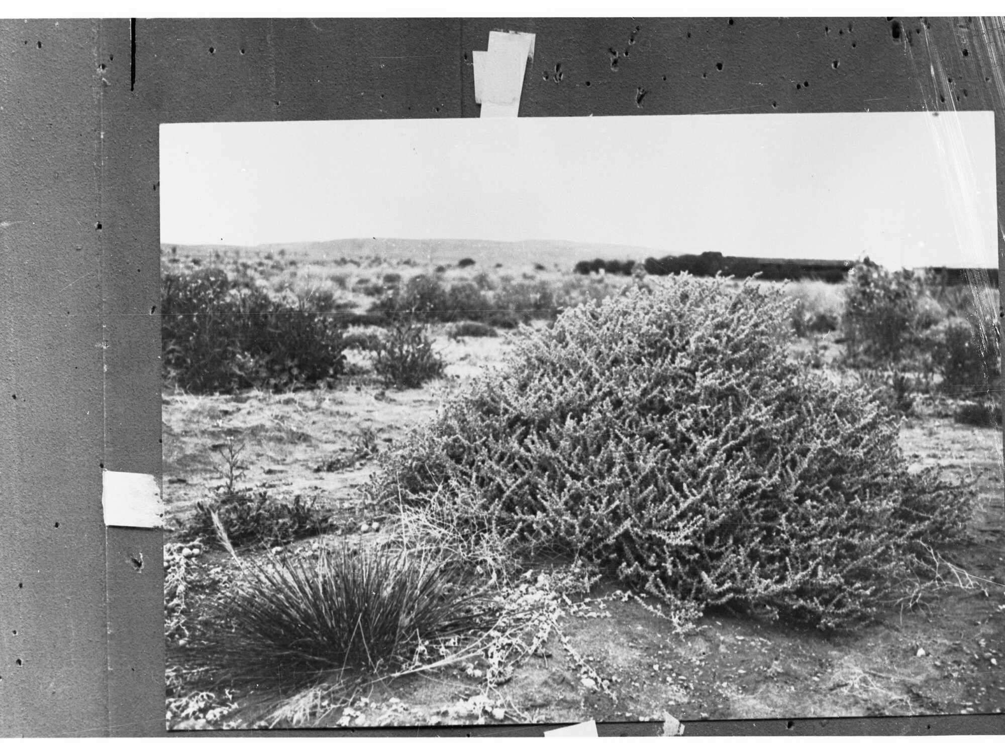 Plants in the Desert