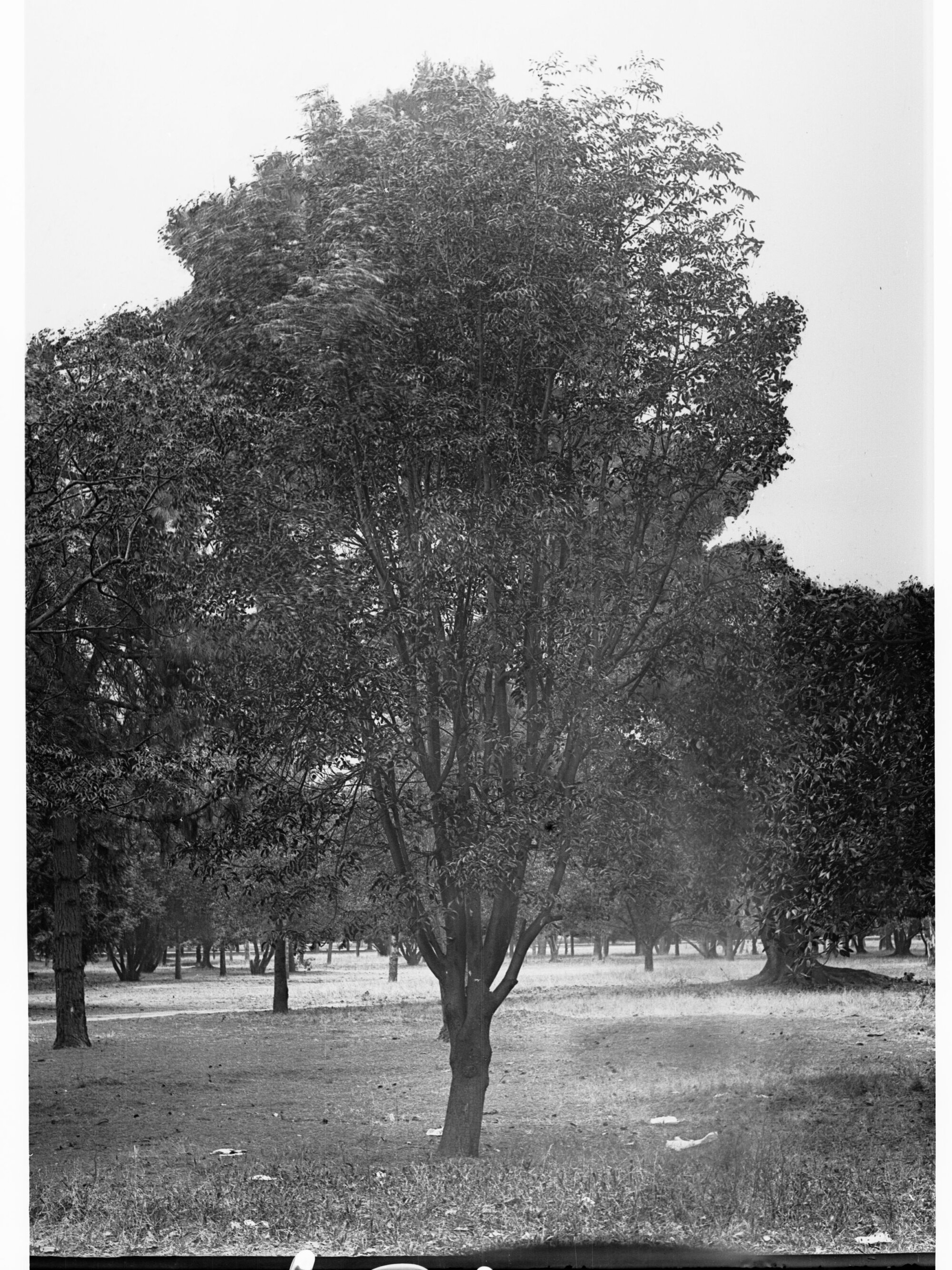 Botanic Gardens