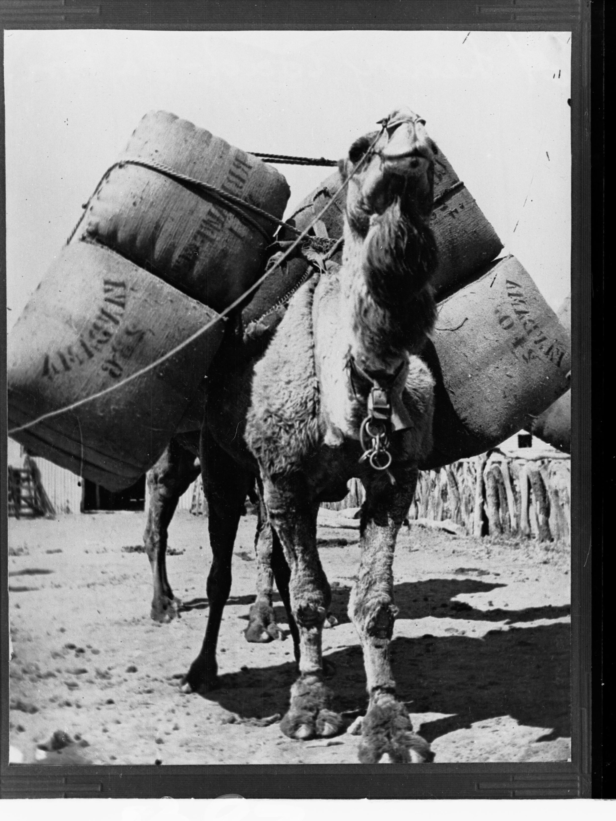 Camel Loaded up With Bales of Wool