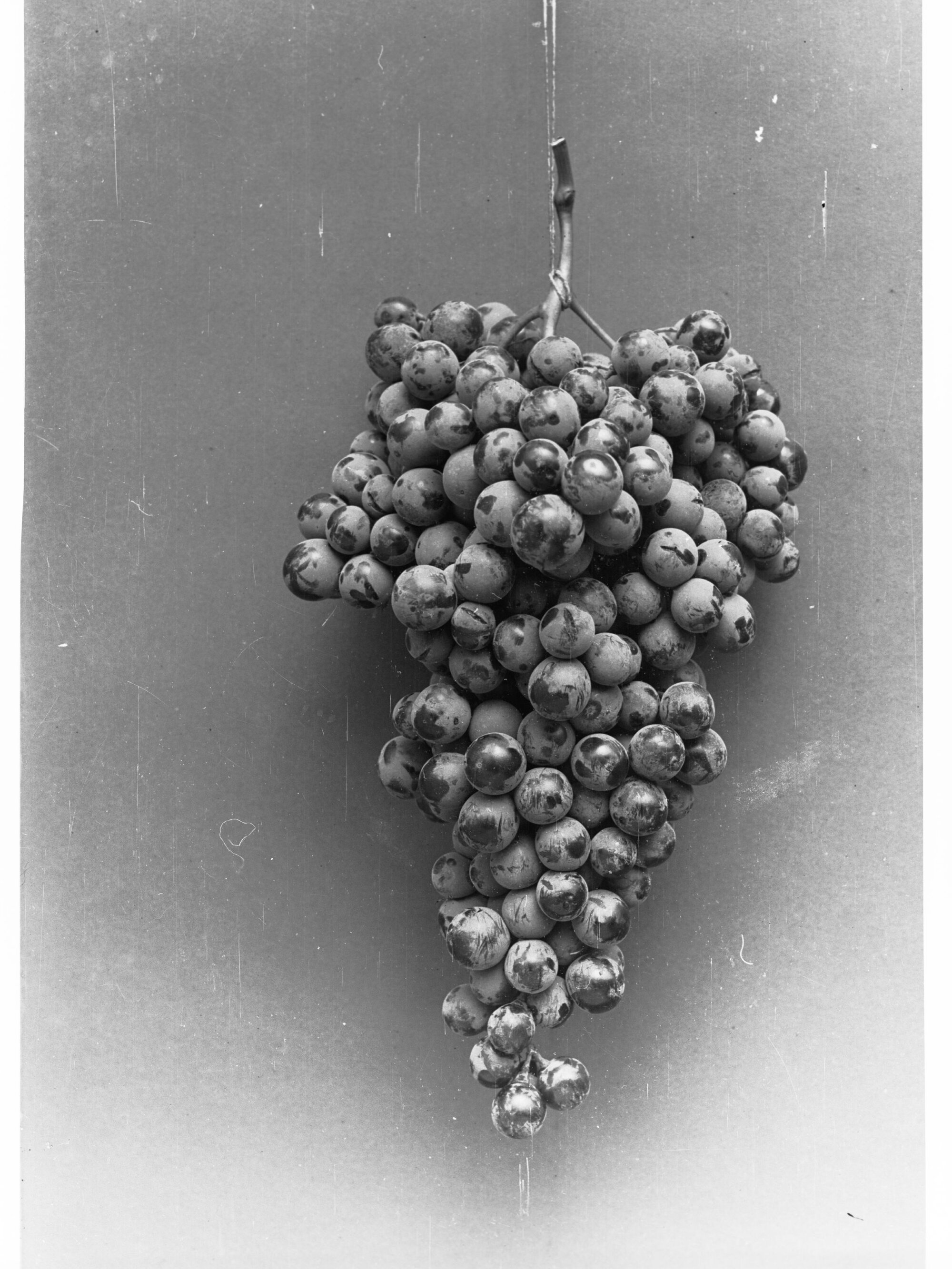 A Bunch of Grapes