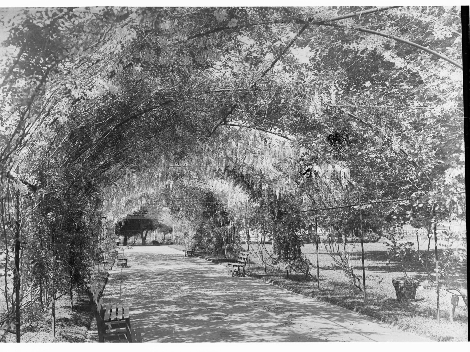 Botanic Gardens walkway covered by Wisteria