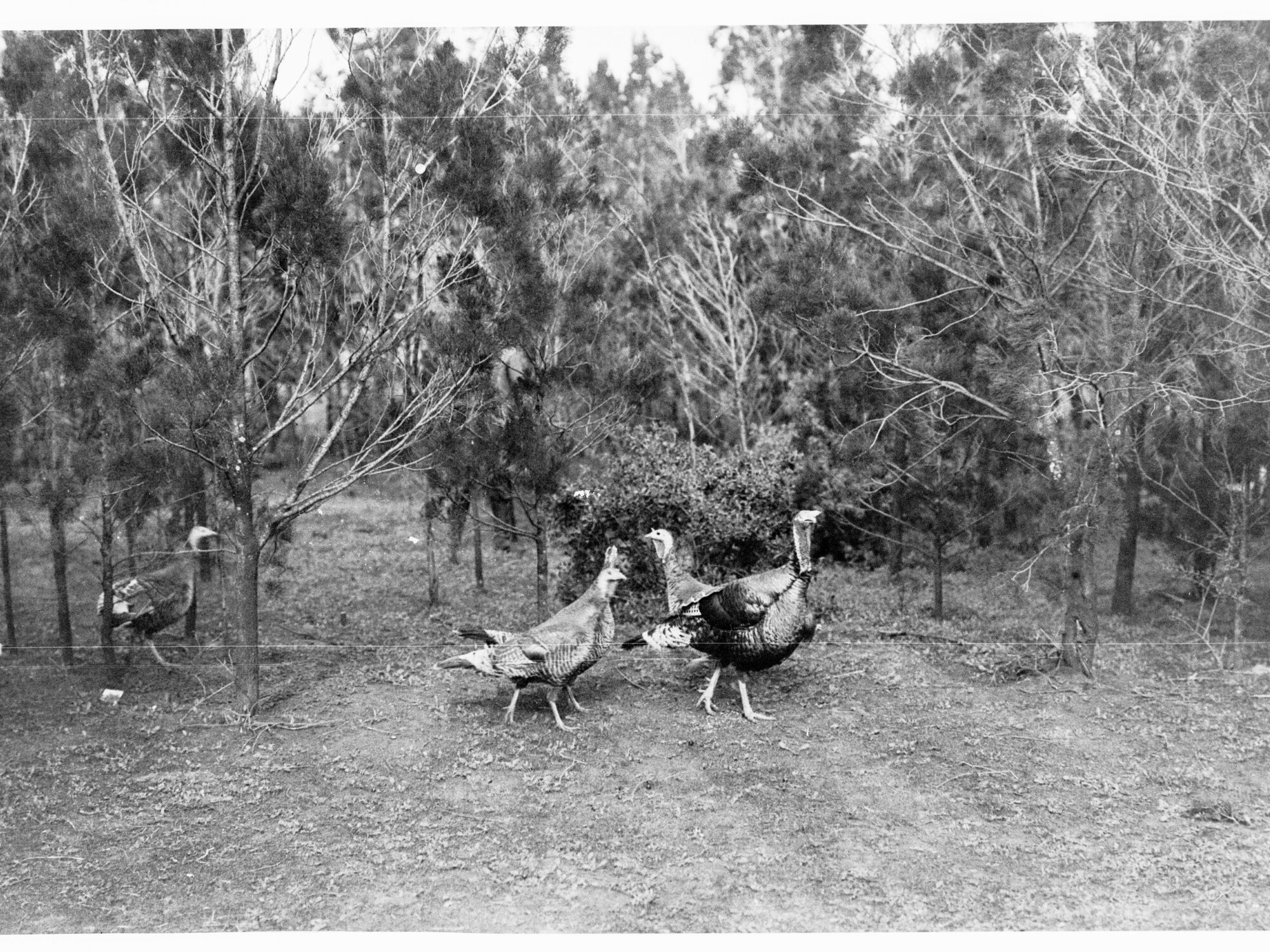 Turkeys in bushland