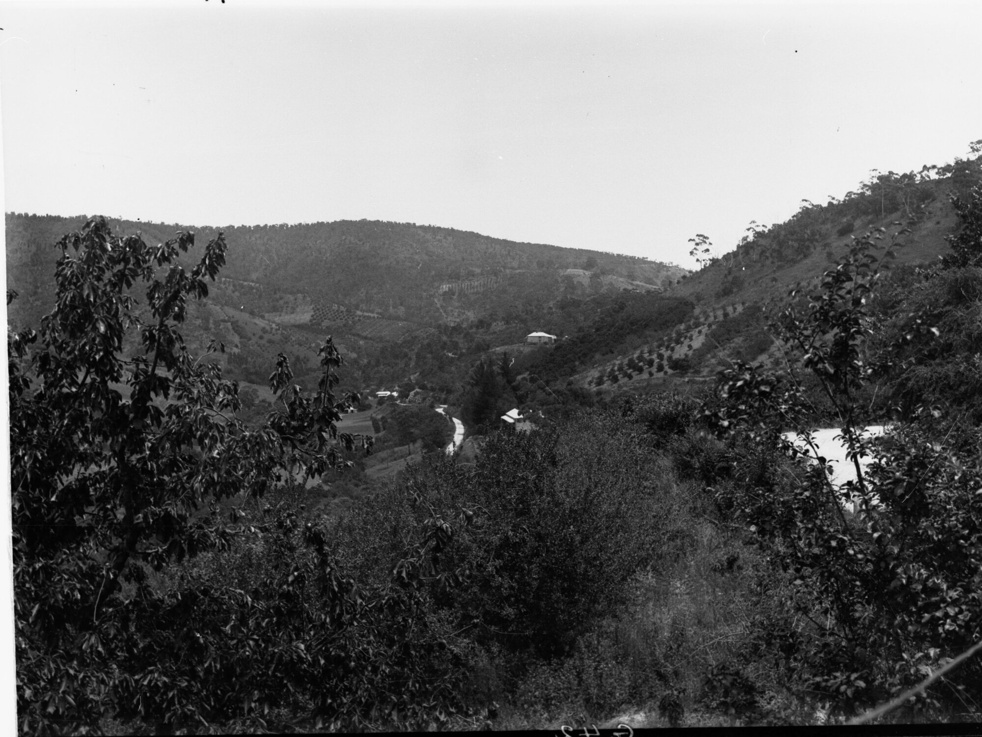 Orchards in the Hills, Near Montacute