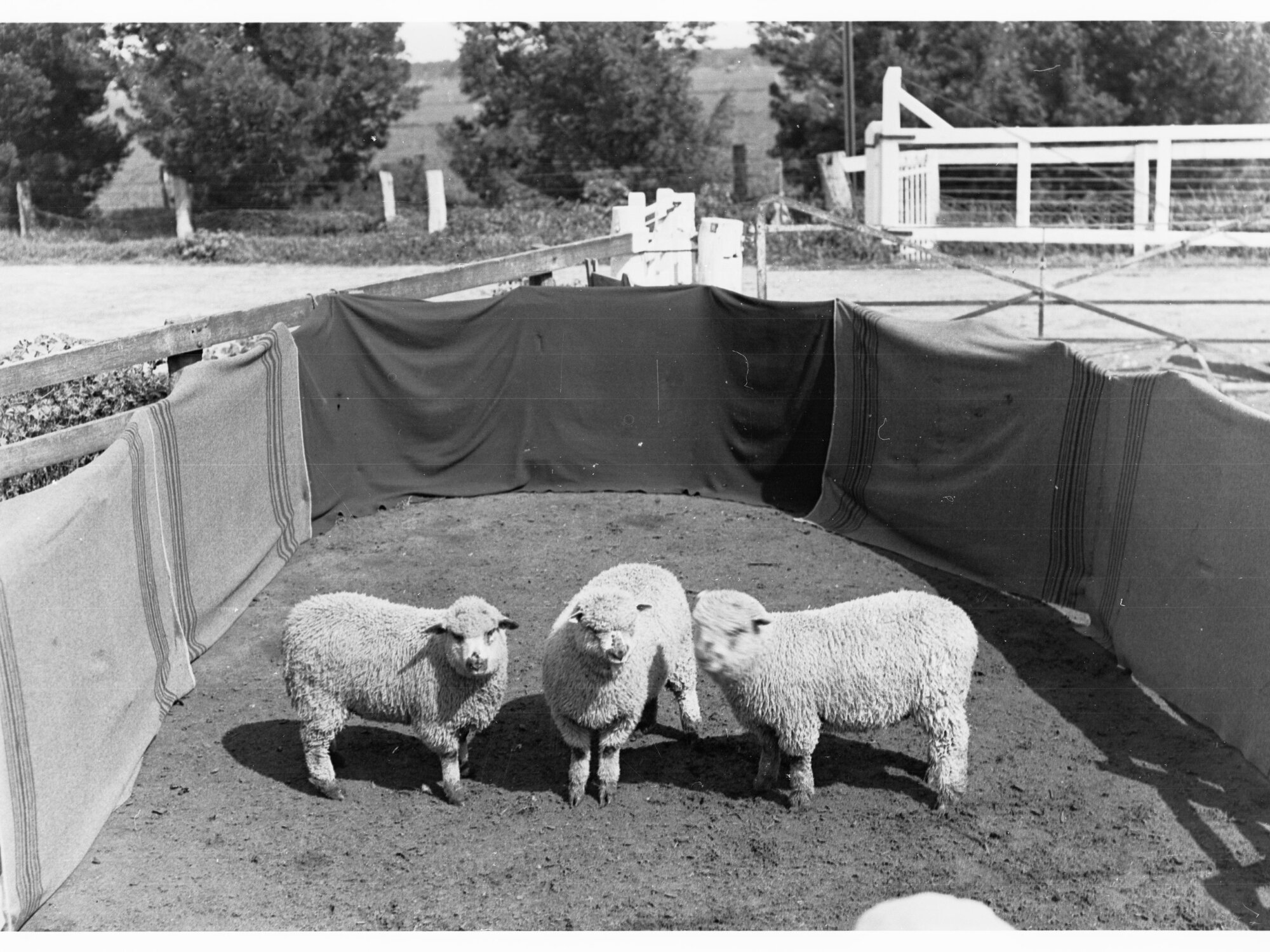 Sheep in pen at Roseworthy