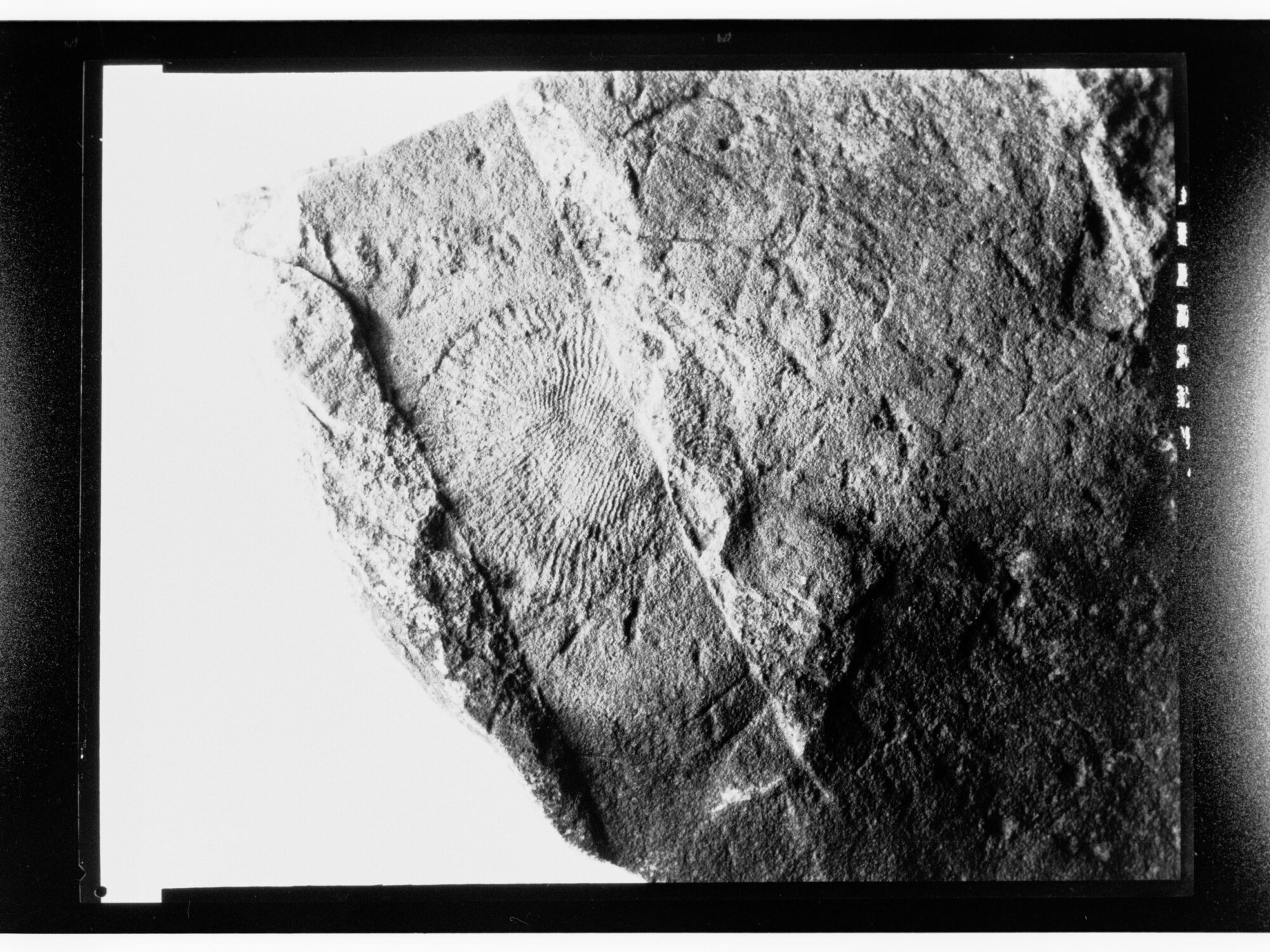 Fossil from Ediacara