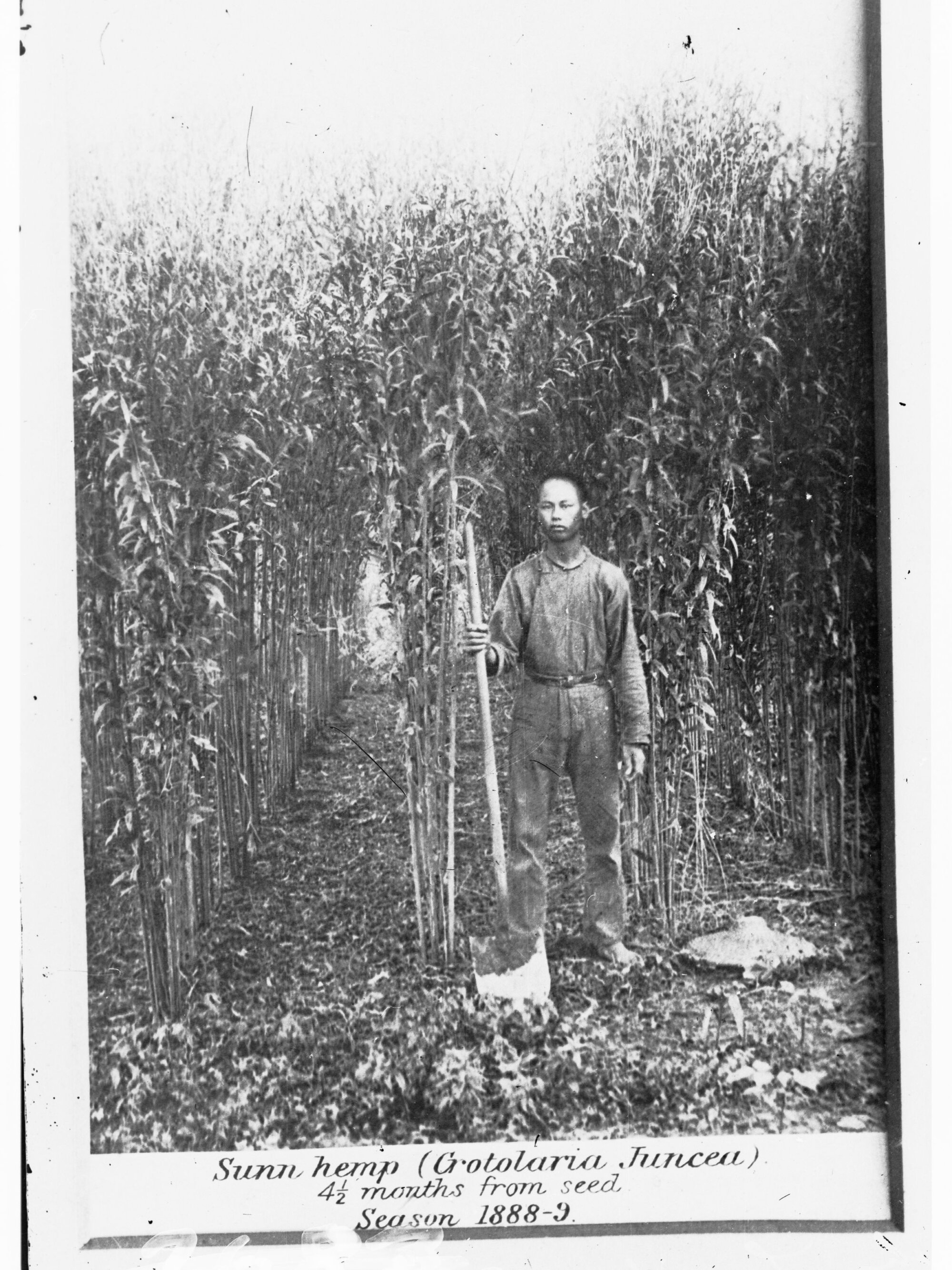 Chinese gardener standing beside crop of Arnatto (dye plant)  - Northern Territory