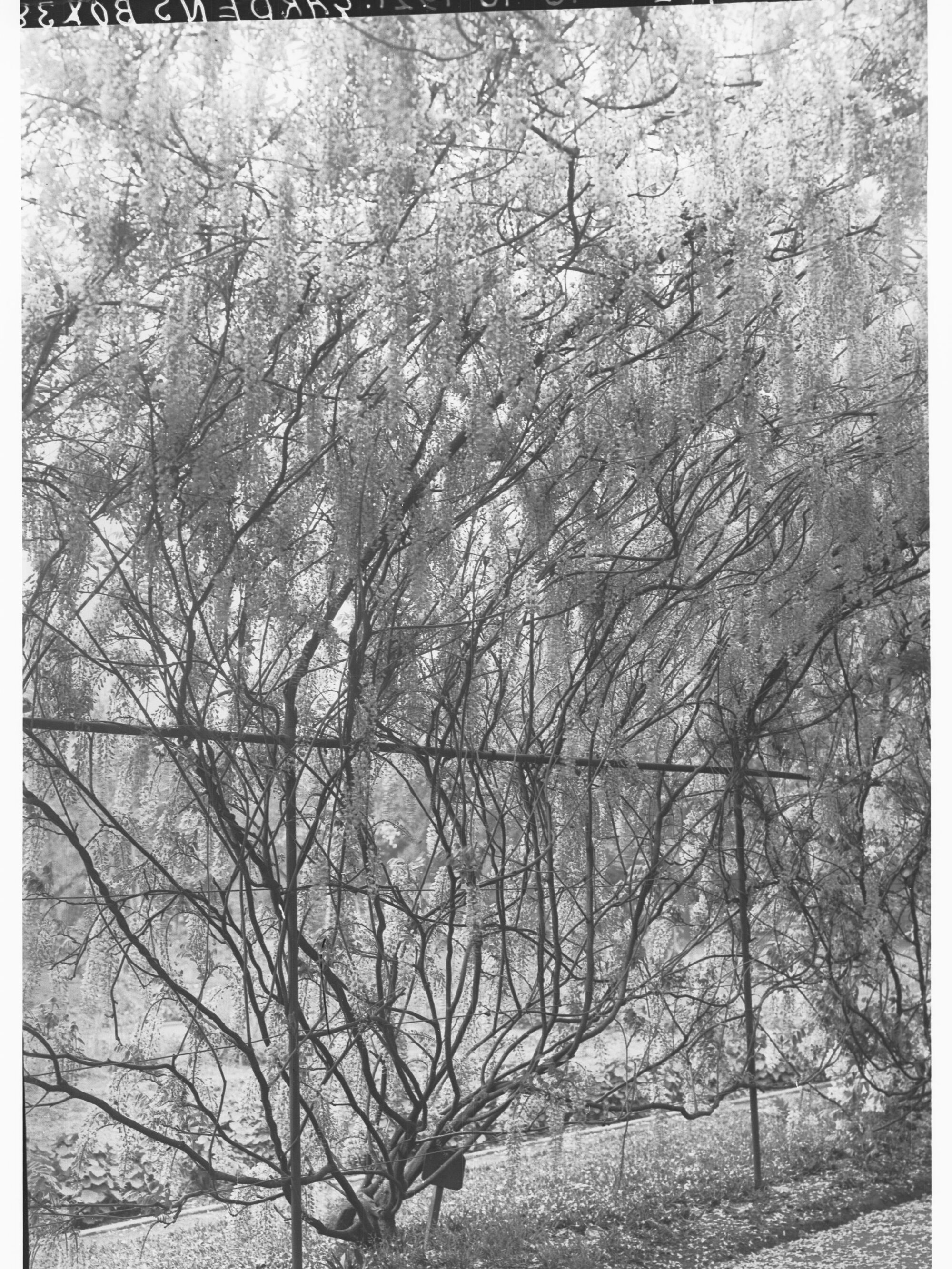 Botanic Gardens showing Wisteria