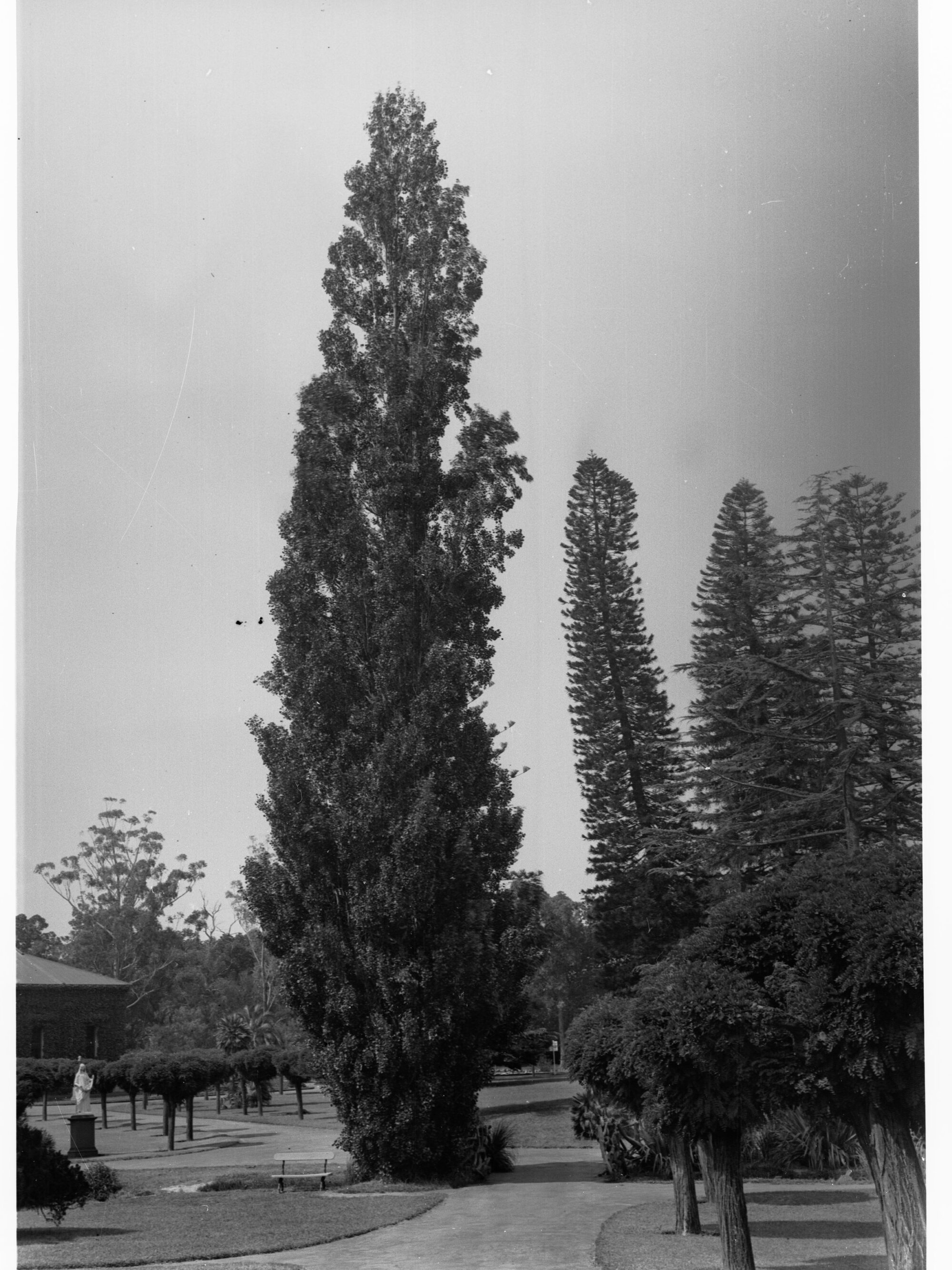Taxodium Distichum, Botanic Gardens