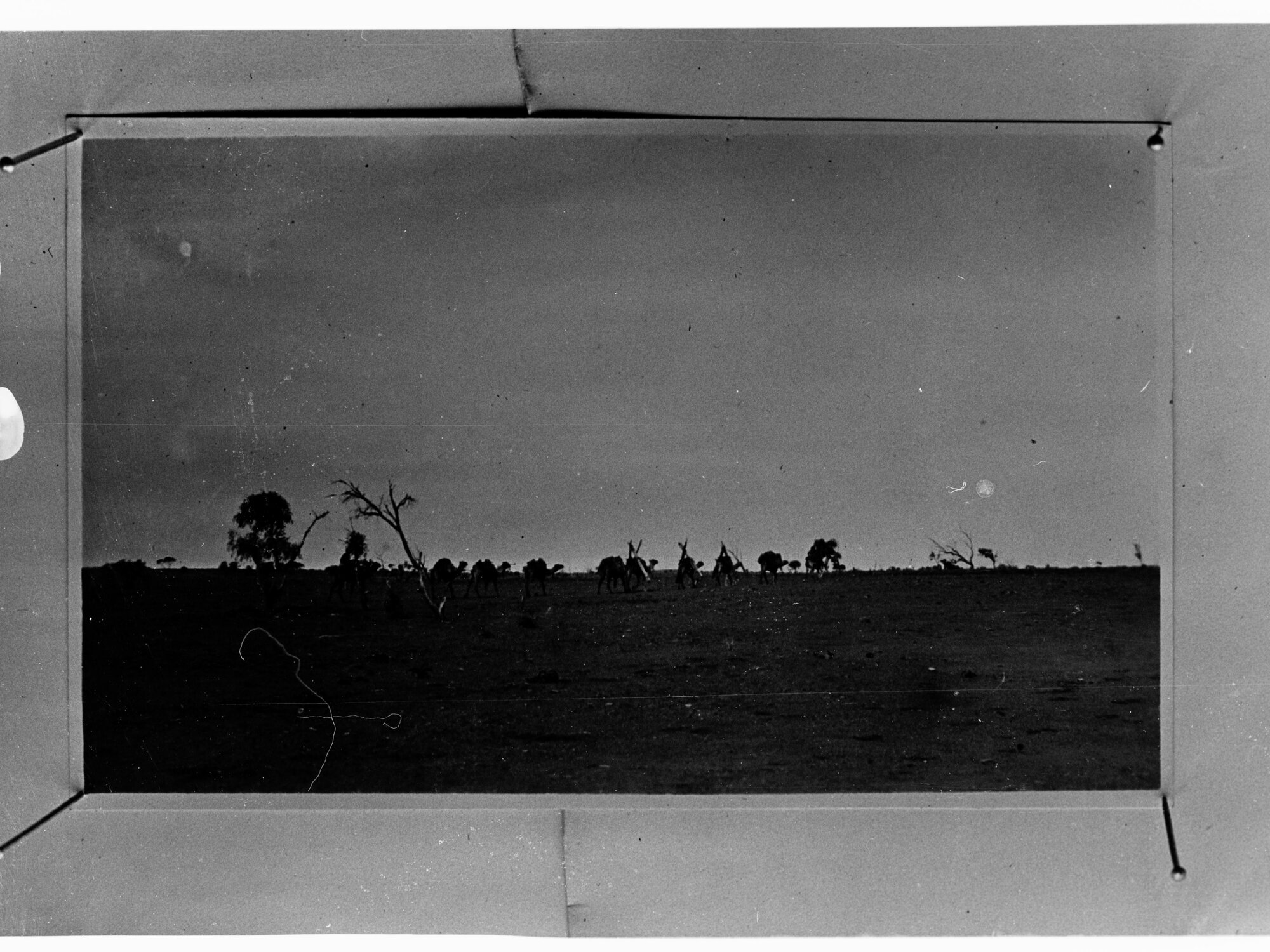 Men on camels riding in bushland