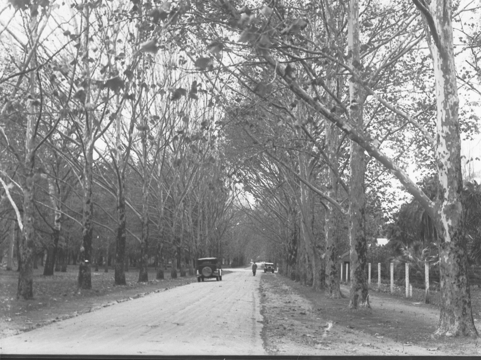 Plane Tree Avenue Botanic Park