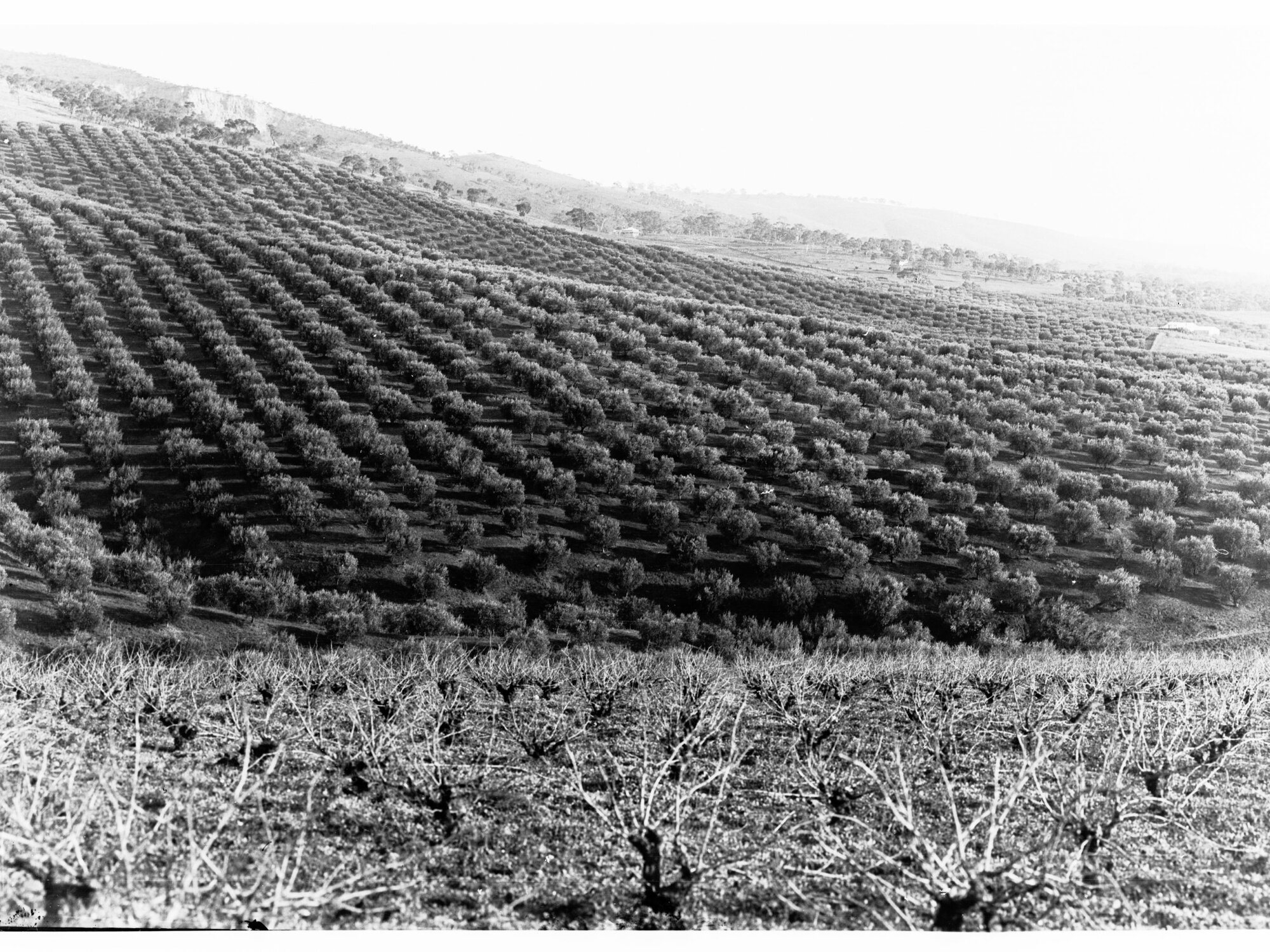 Olive Plantation and Vineyard, Stonyfell