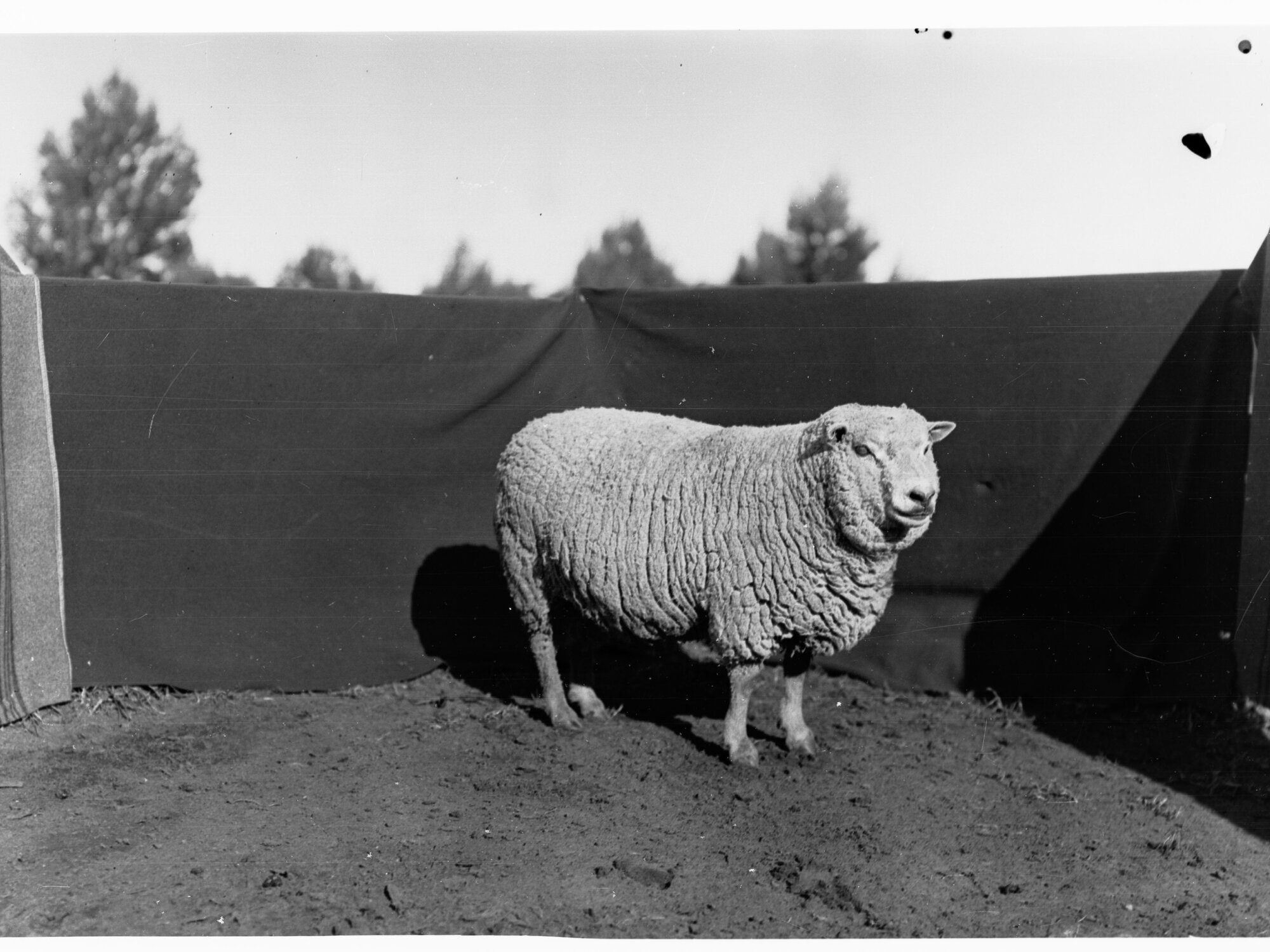 Sheep at Roseworthy