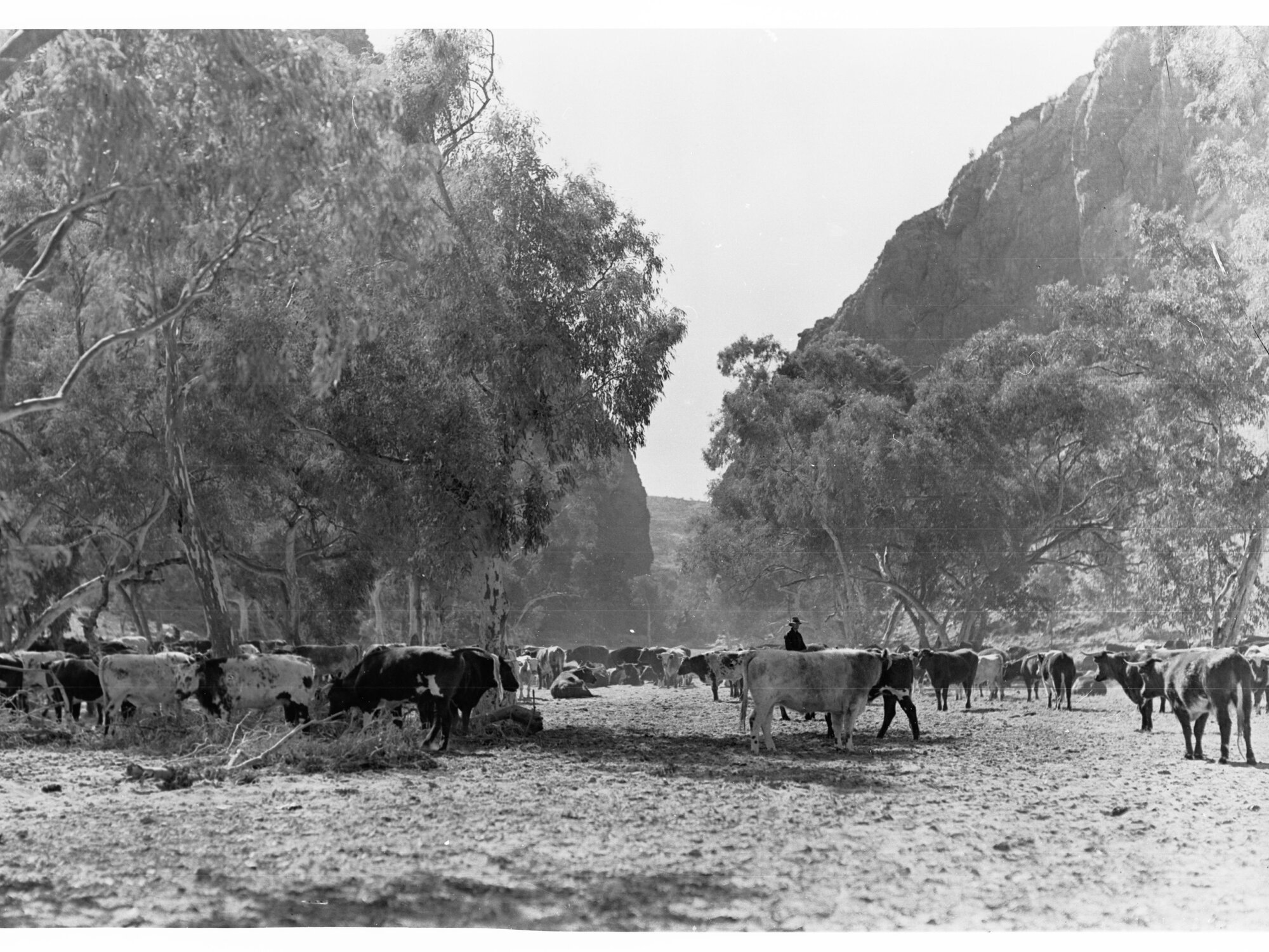 Cattle at Simpsons Gap 