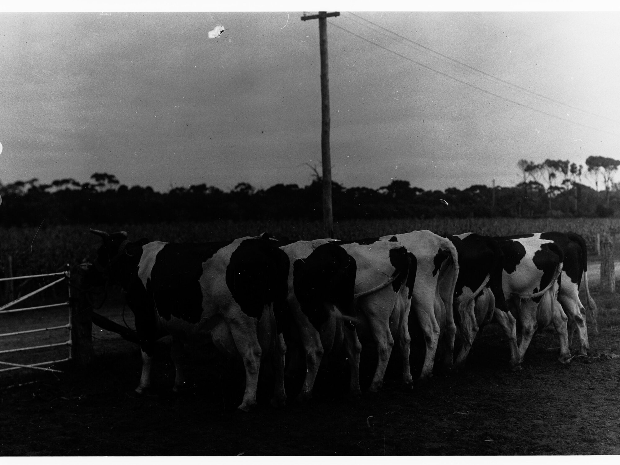 Dairy cows lined up in paddock (Fulham)