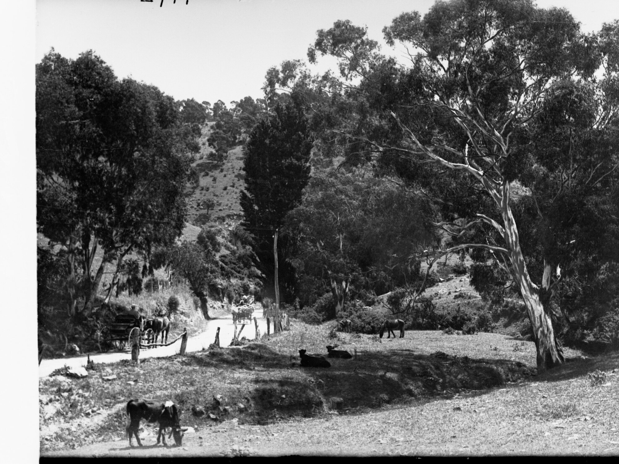 Mount Barker Showing Carriages and Carts on a Road and Horse and Cows in Paddock