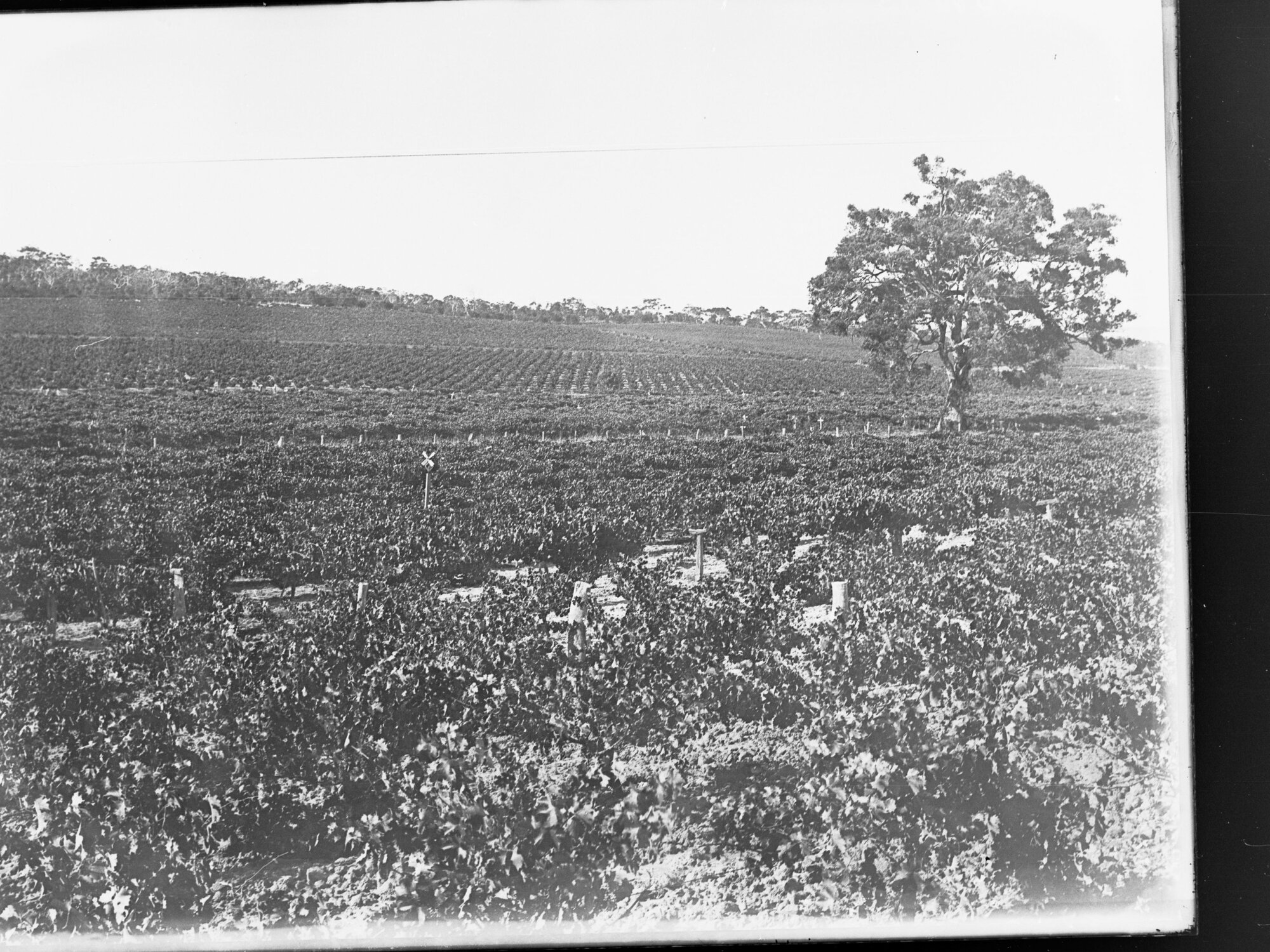 Vineyard in Hills