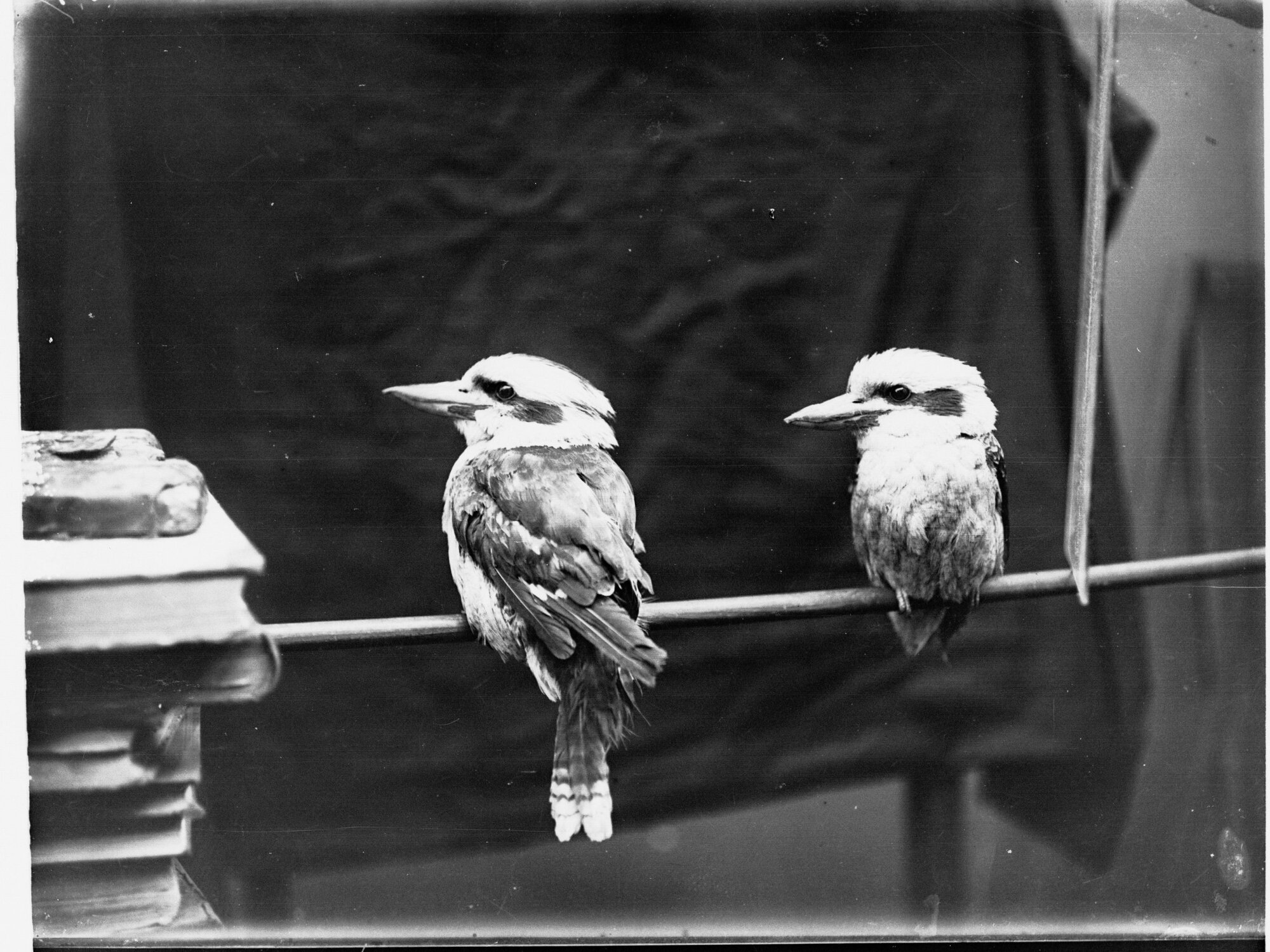 Two Kookaburras Perched on a Pole