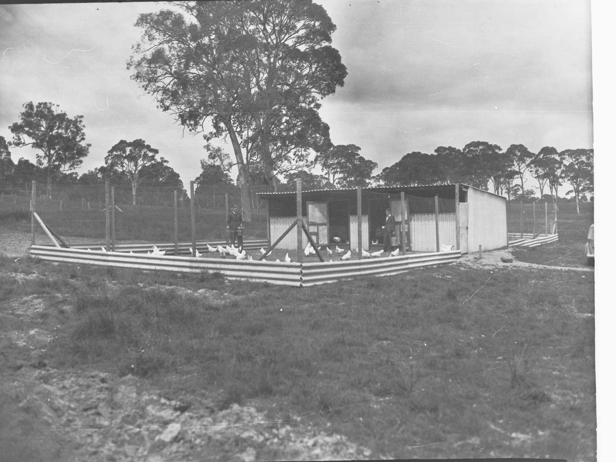 Chicken Yards