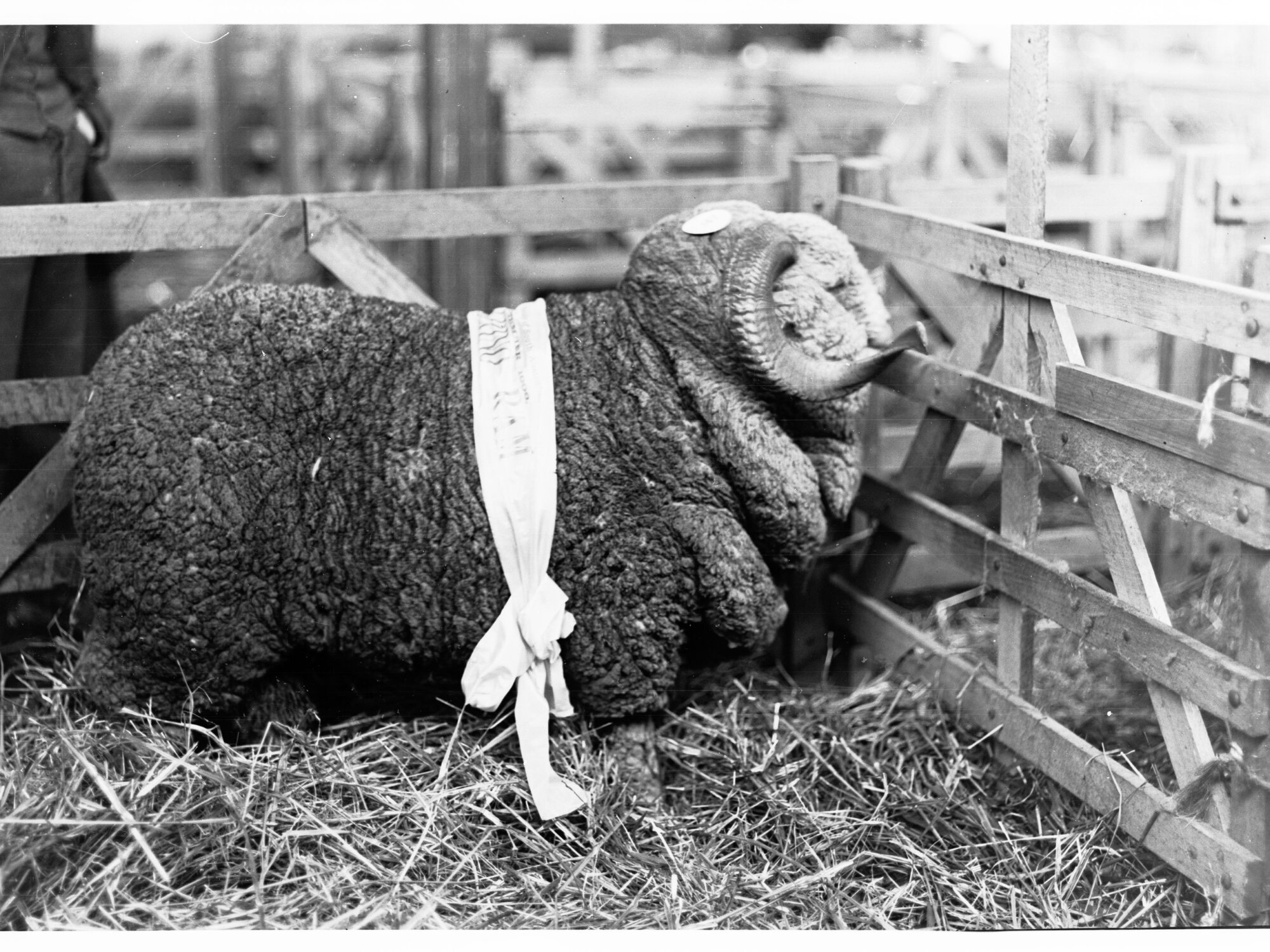 Prize Ram at Royal Adelaide Show