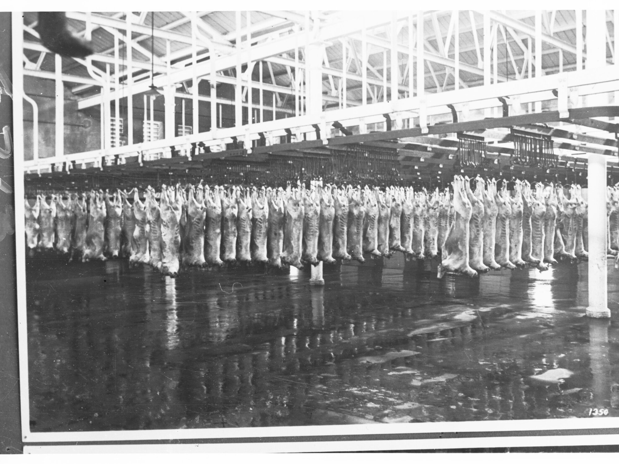 Slaughter House Showing Carcasses Hanging on Rails in a Row
