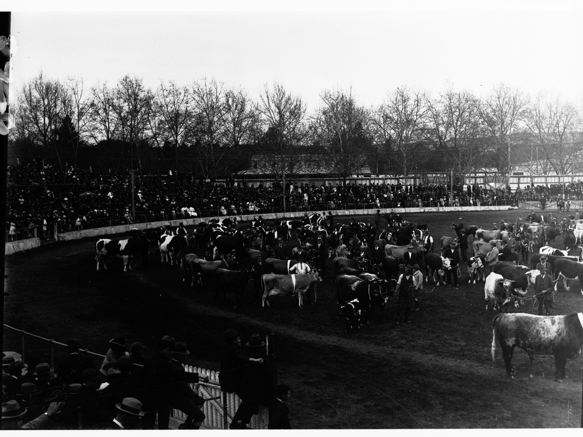 Live stock being exhibited at the Royal Adelaide Show