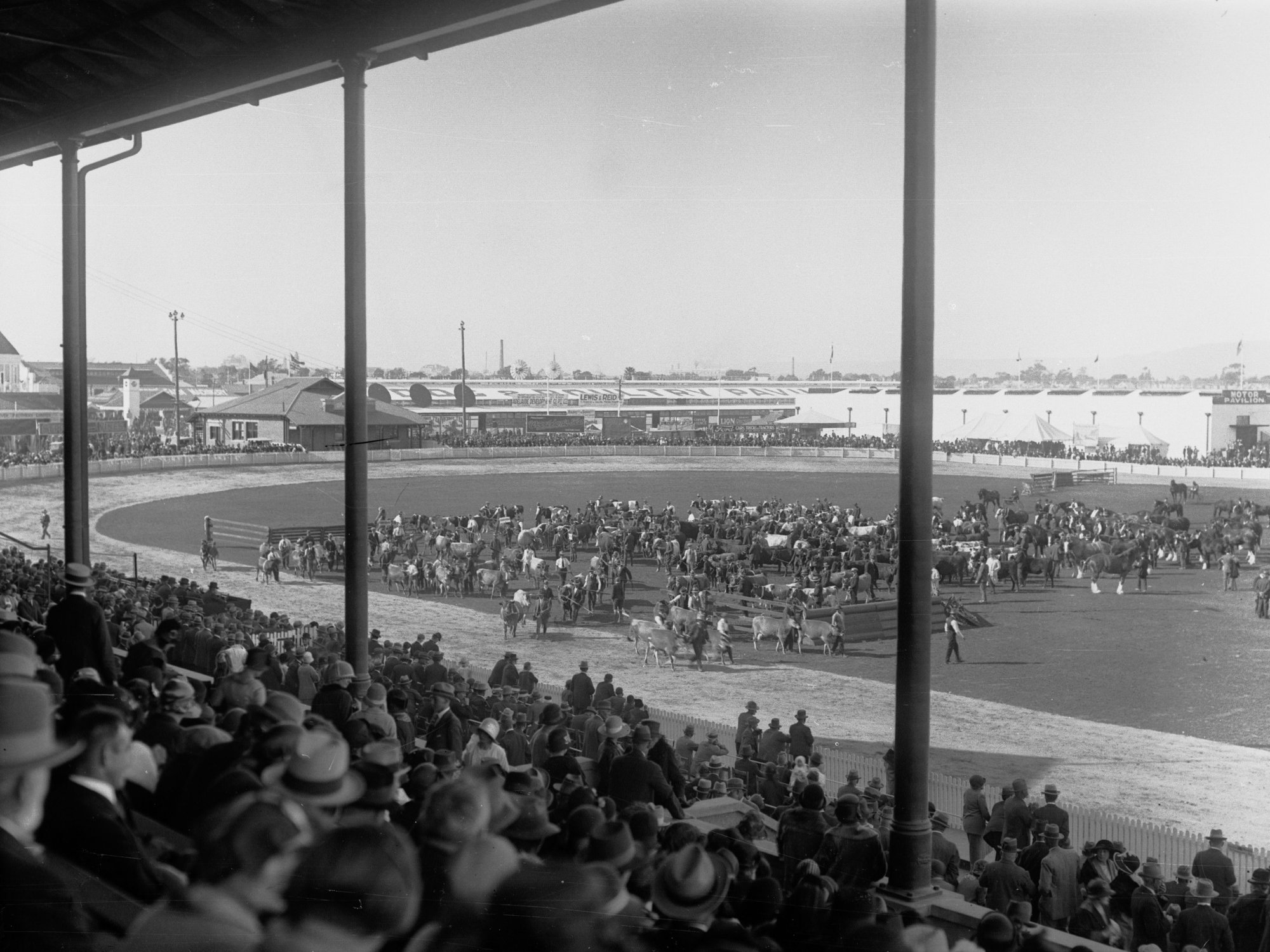 Cattle Exhibition at the Royal Adelaide Show