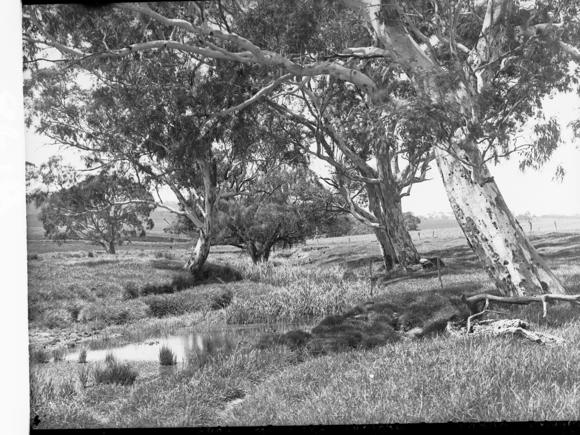 Mount Barker Springs