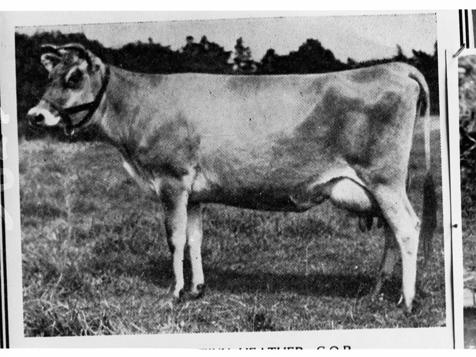Dairy Cow