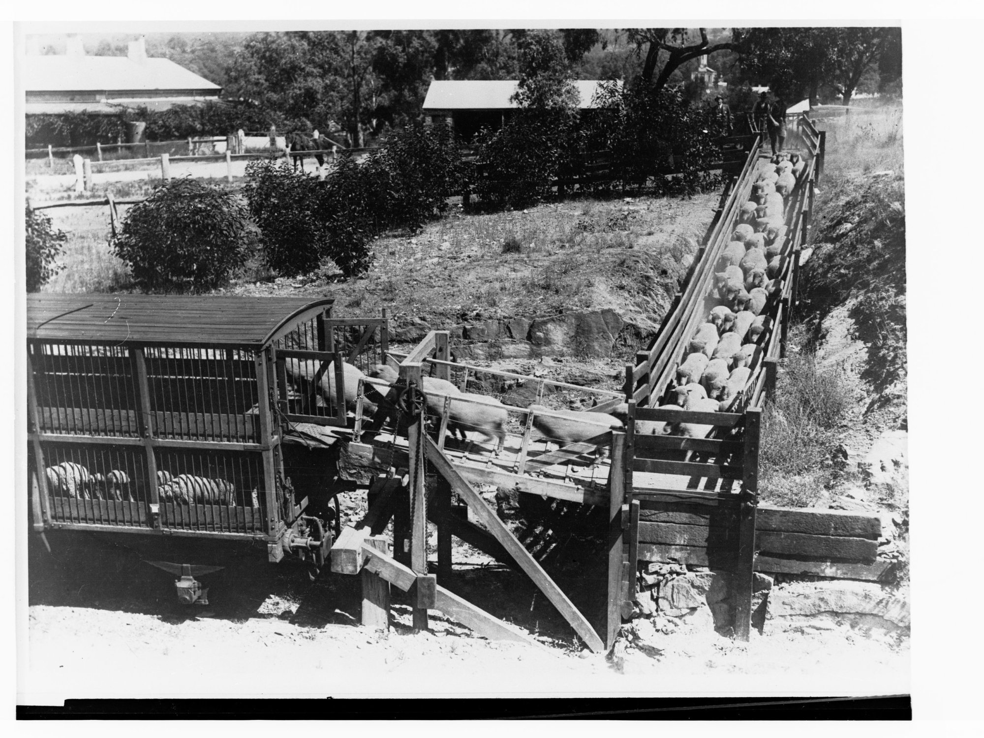 Sheep Being Loaded Into Railtruck
