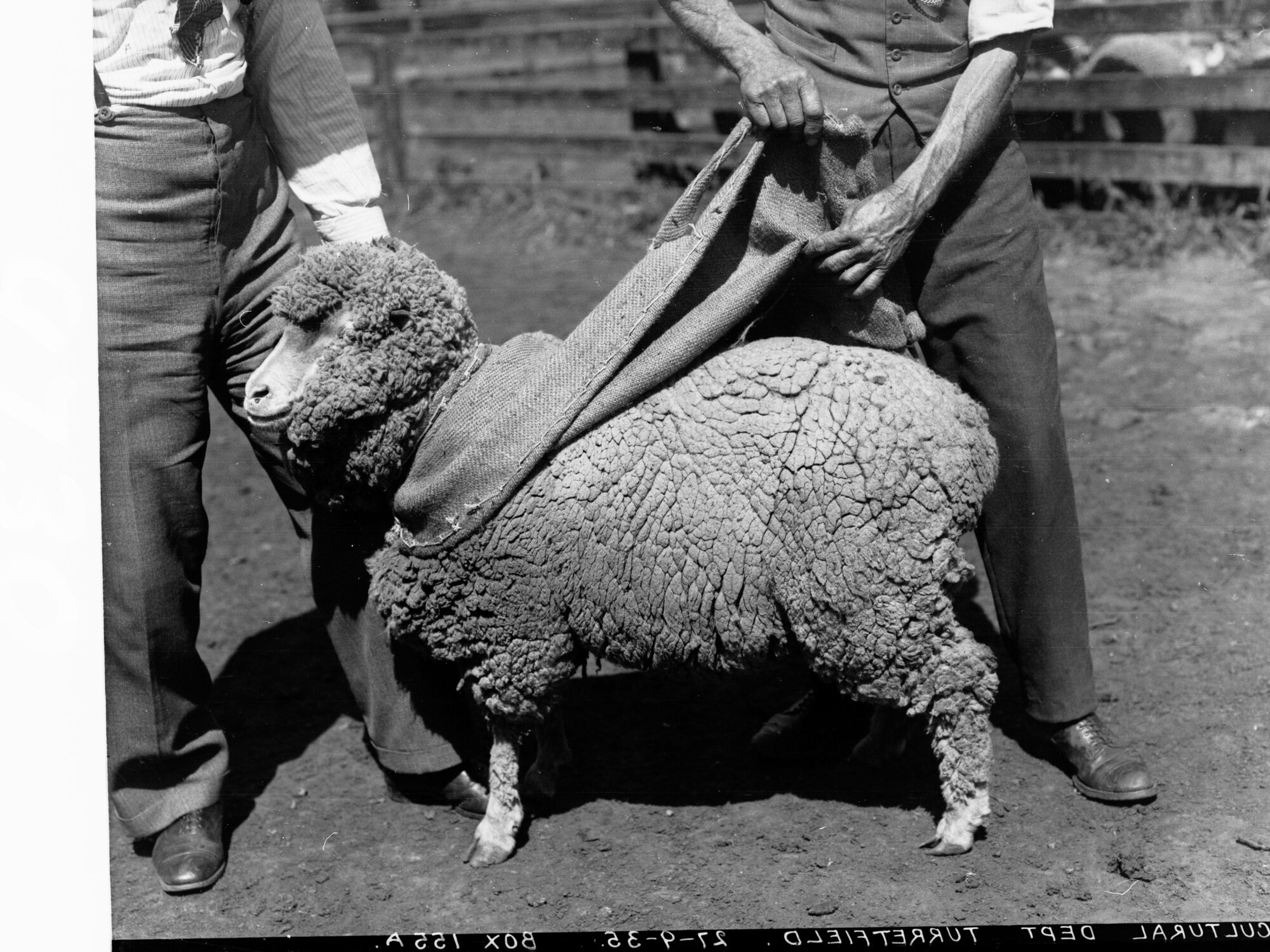 Agricultural Department Turretfield Showing Men Examining a Sheep
