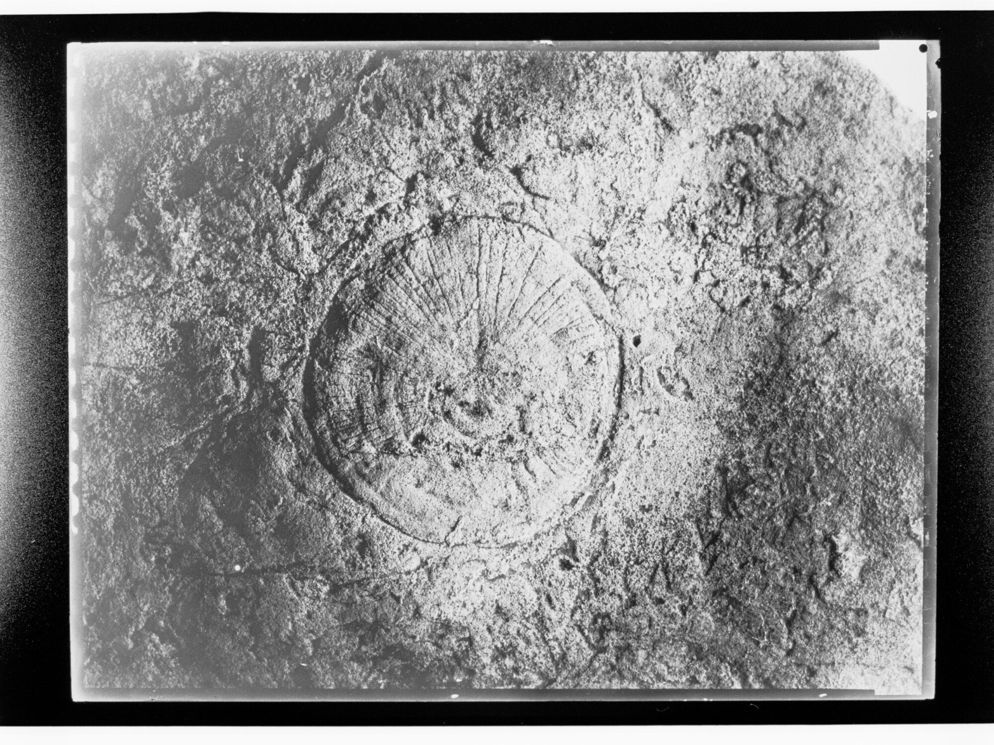 Fossil from Ediacara