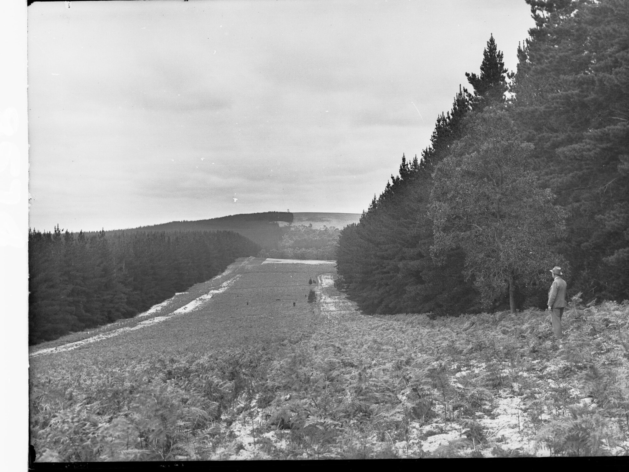 Mount Burr Showing Forests and a Man