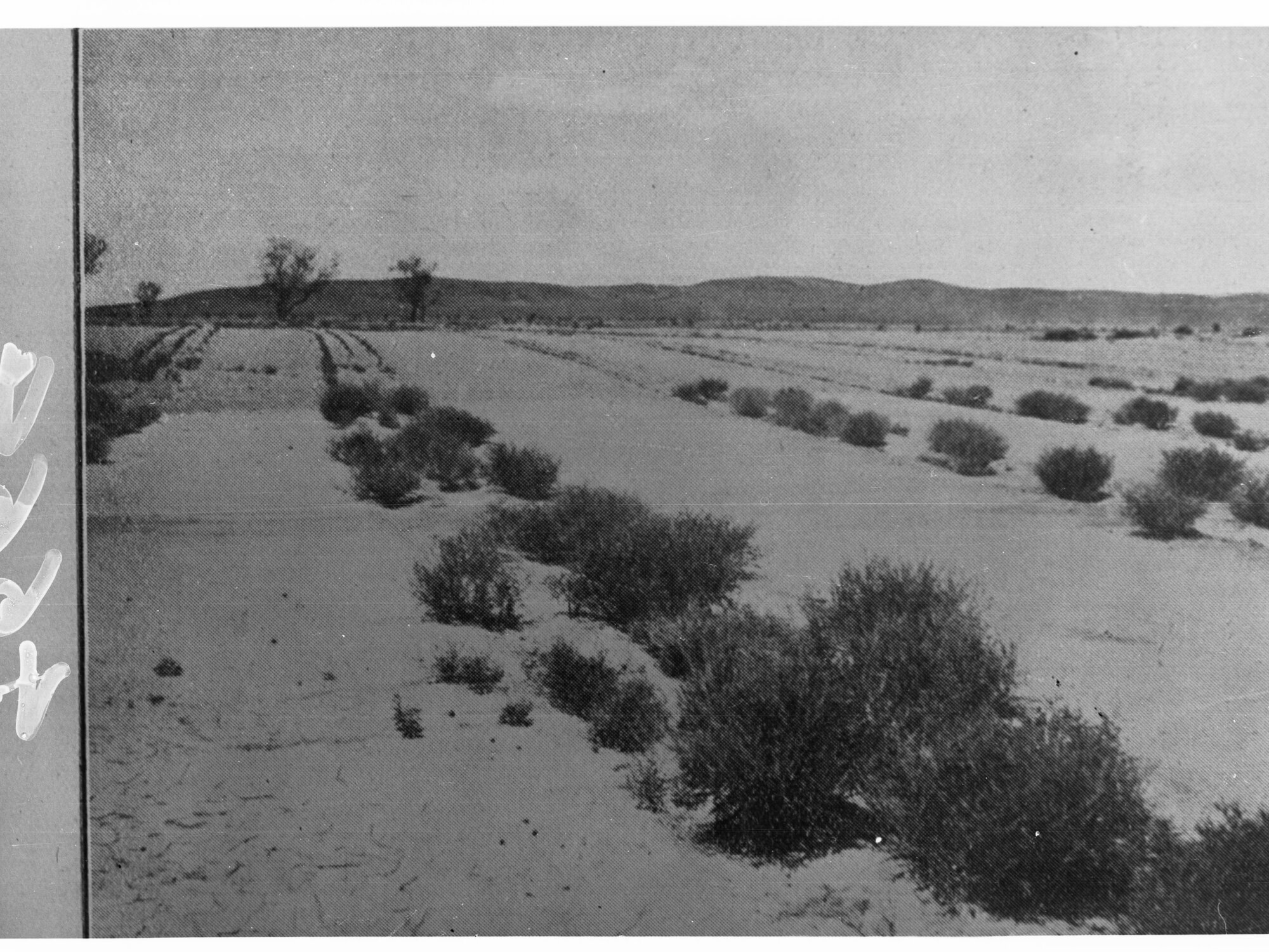 Ploughed Field with Shrubs Planted to Stop Flooding