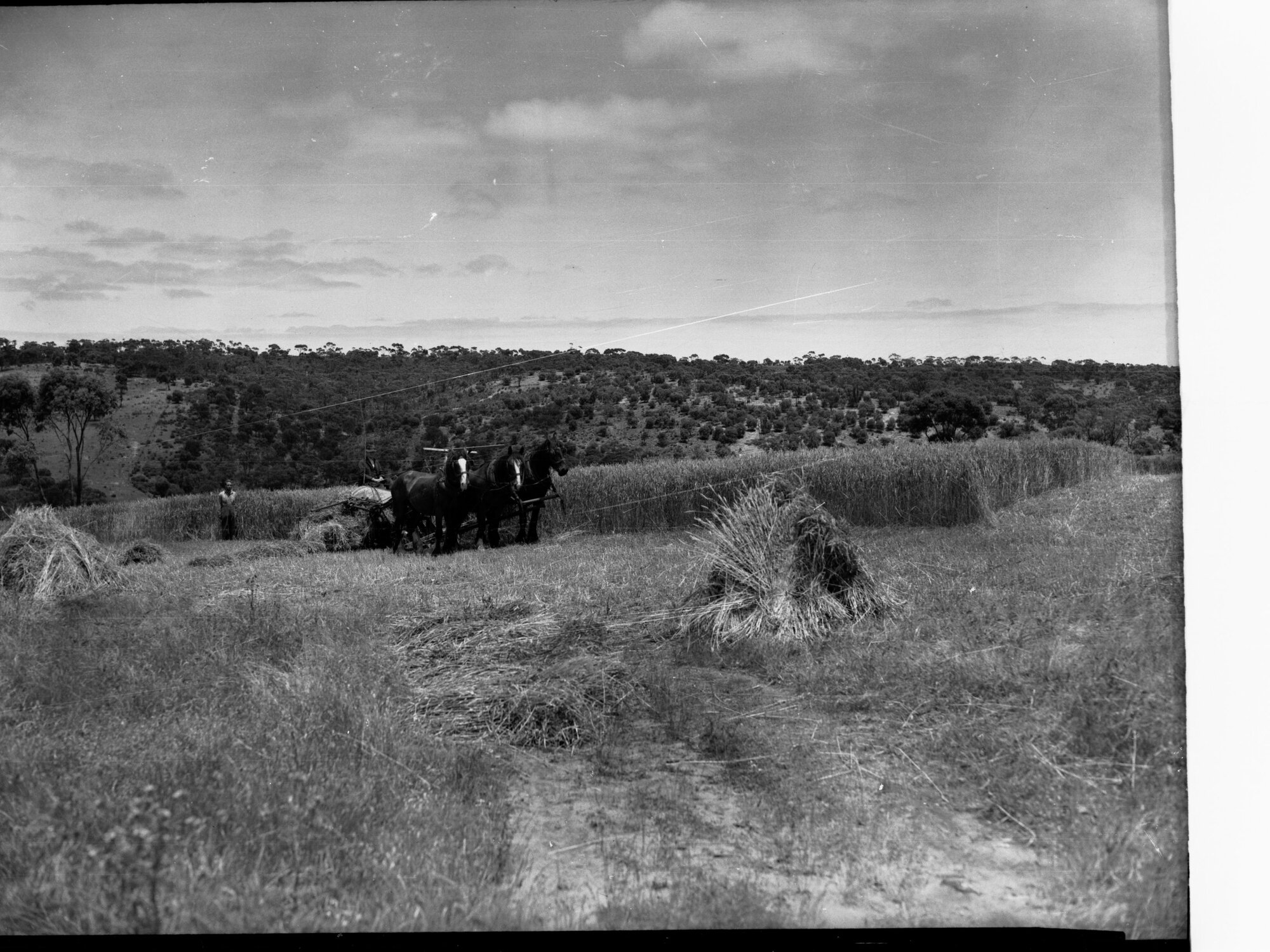 Harvesting wheat at Minda Home's Craigburn Farm