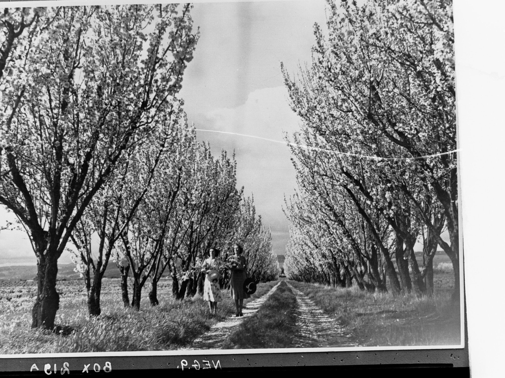 Almond Blossoms