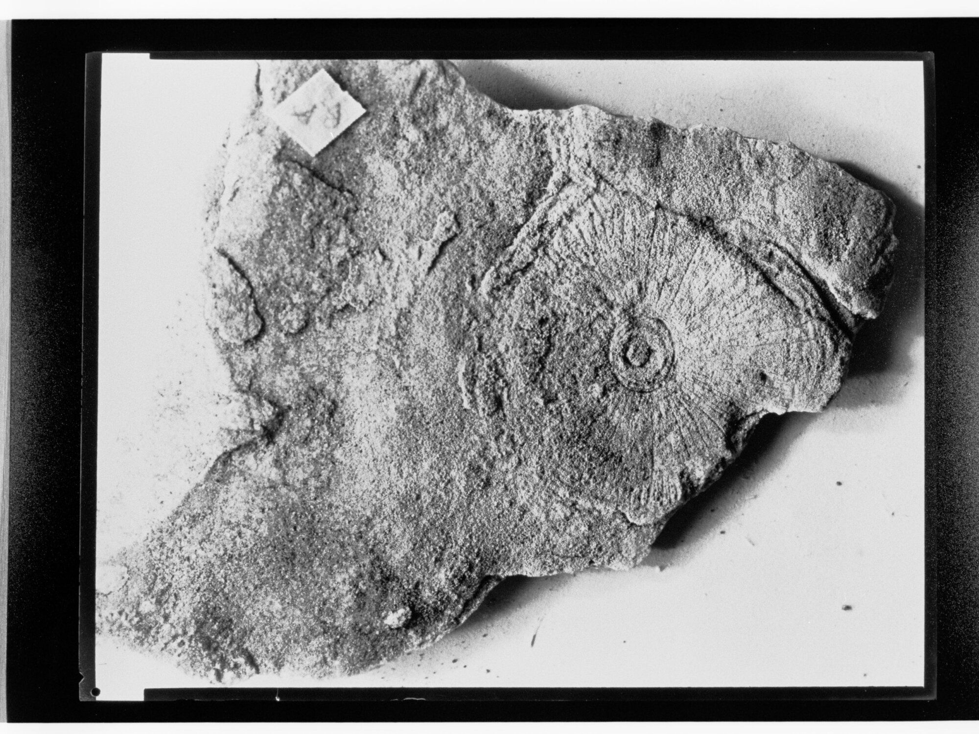 Fossil from Ediacara