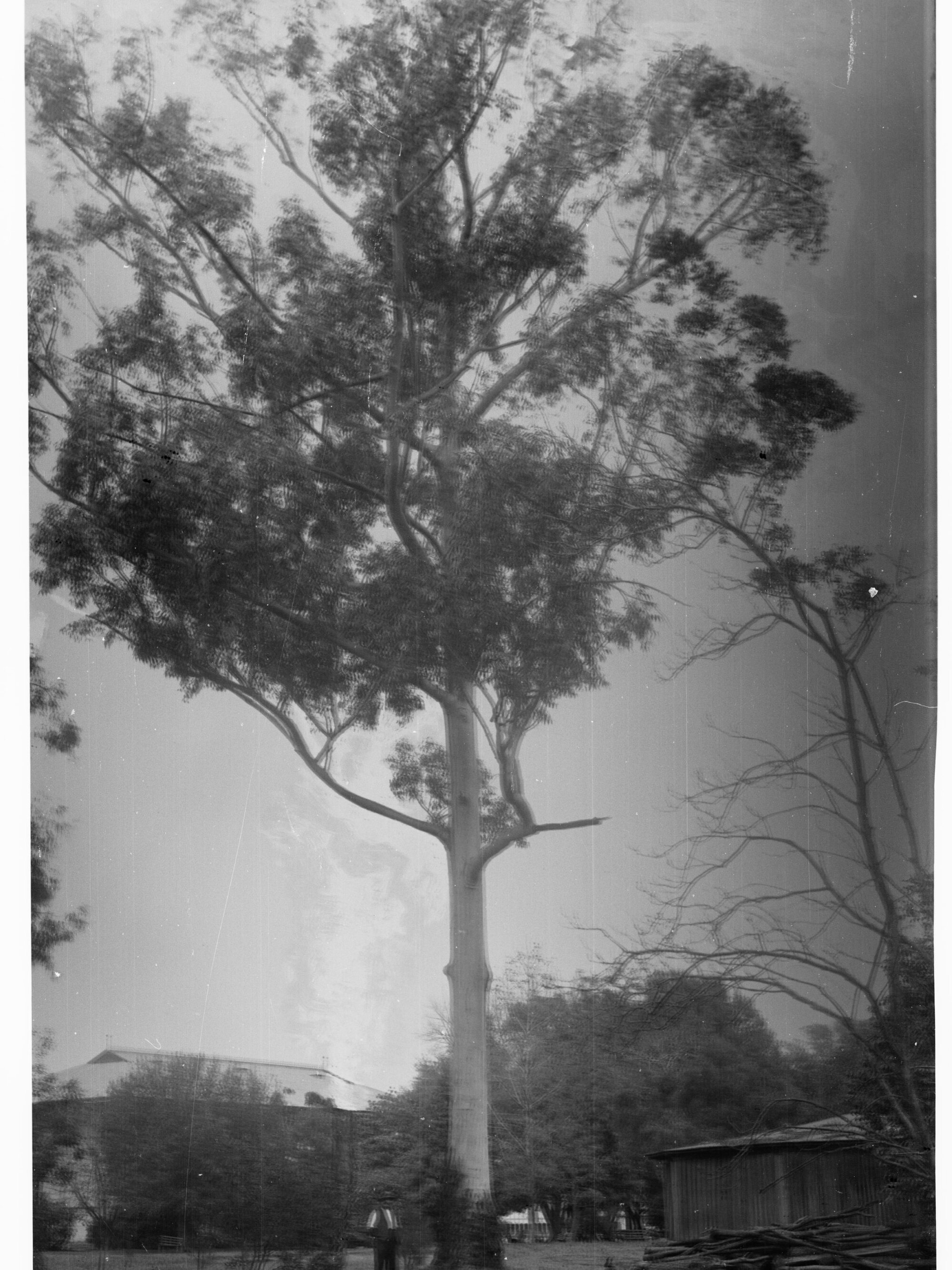 Eucalyptus Saligna, Botanic Gardens