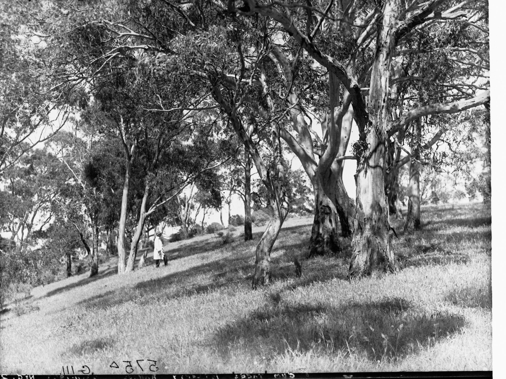 Ansteys Hill Mount Lofty Ranges