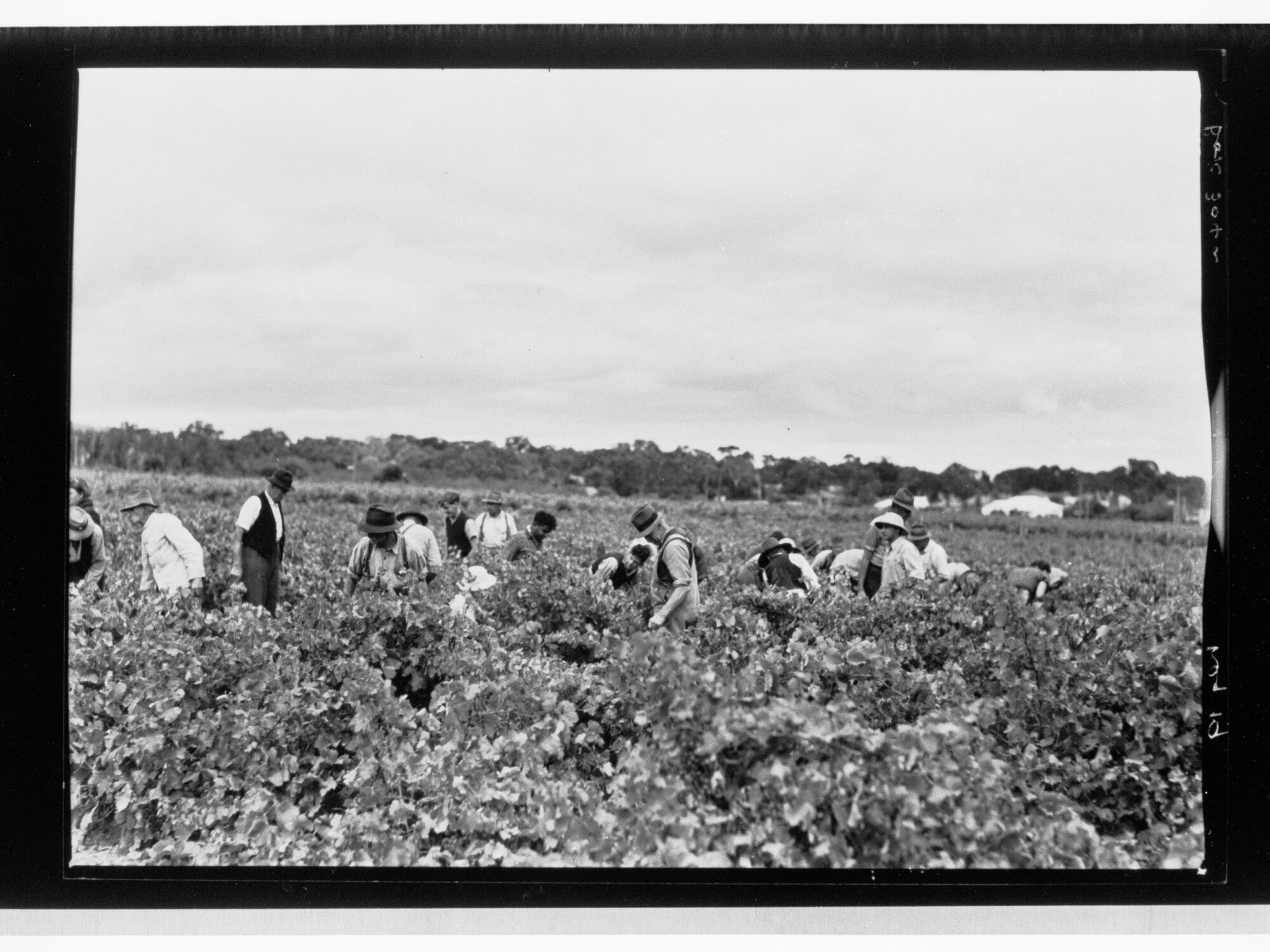 Grape picking - Penfolds