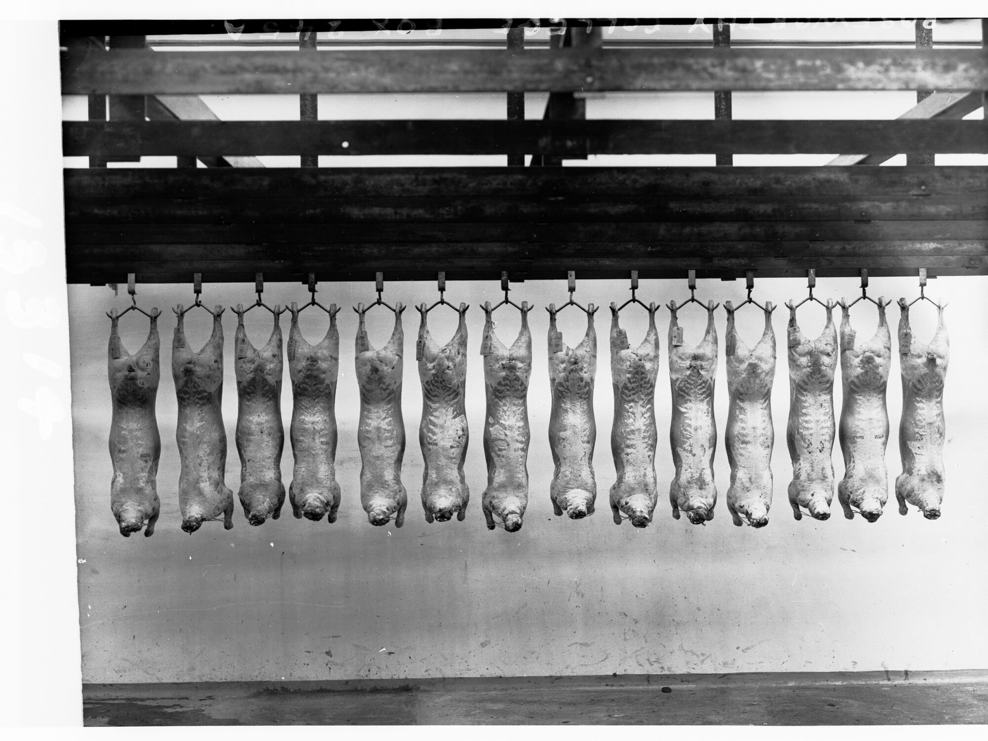 Carcases hanging in cool room - Roseworthy Agricultural College