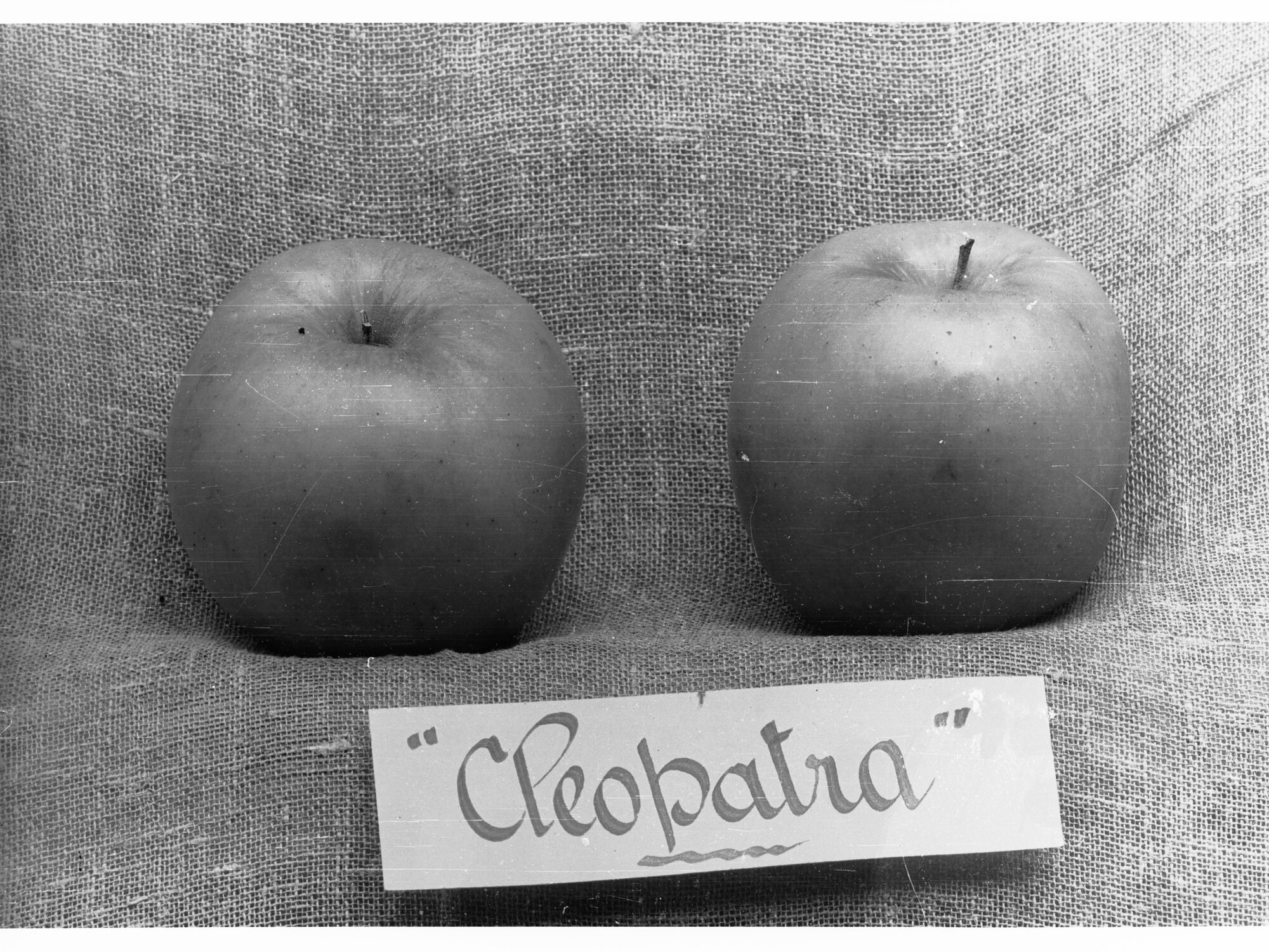 Photograph of Two Apples