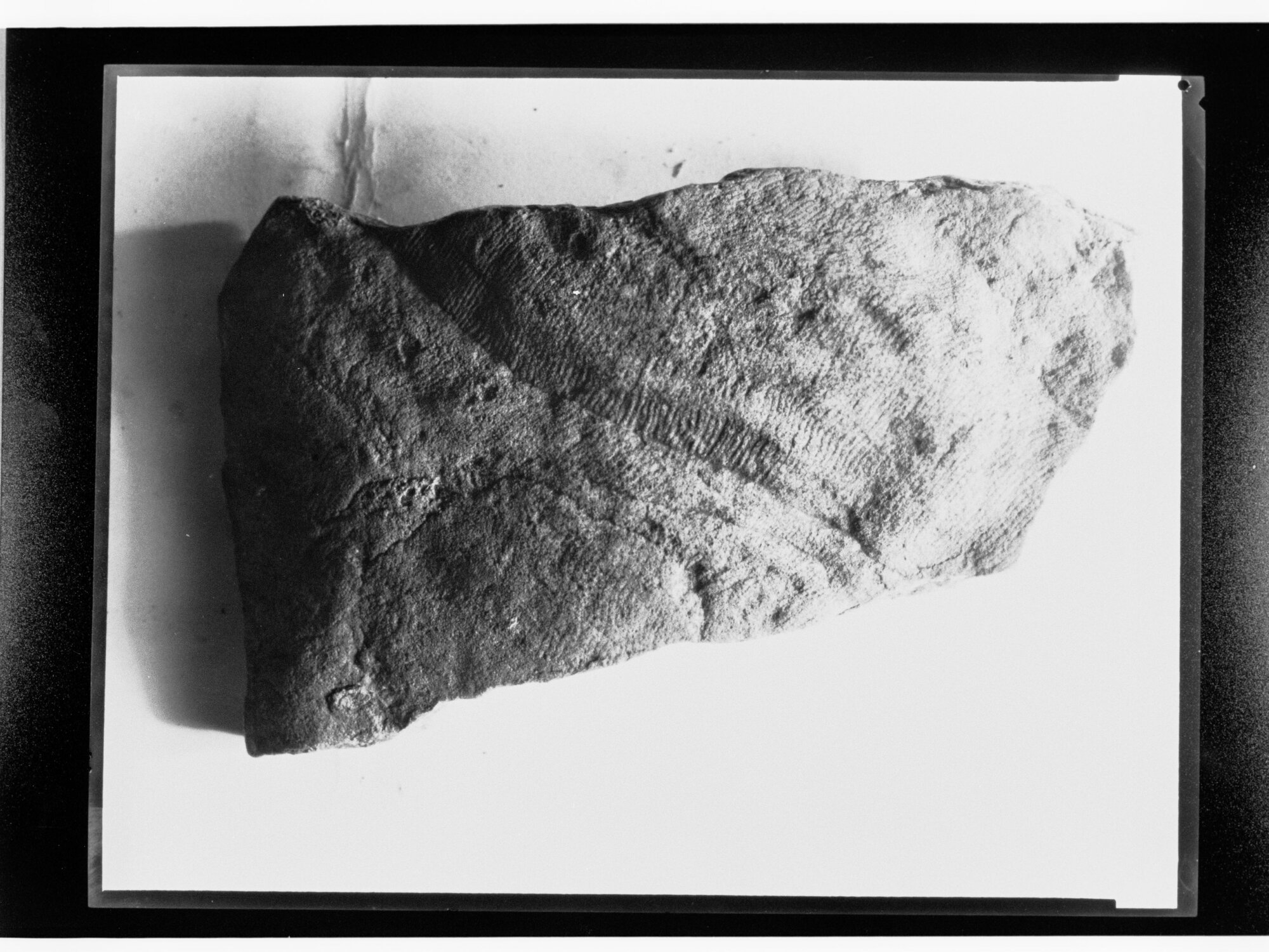 Fossil from Ediacara