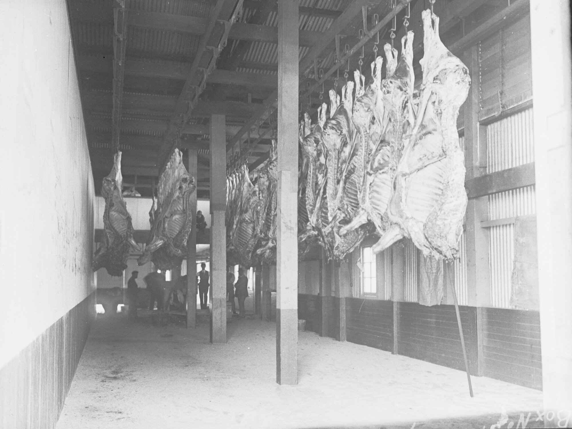 Slaughterhouse running beef in cooling chamber
